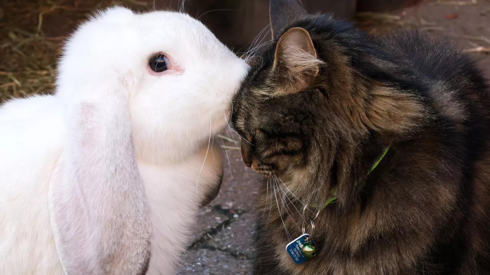 Hearts Melt as Kitten Wonders What Pet Bunny Is Eating Decides to