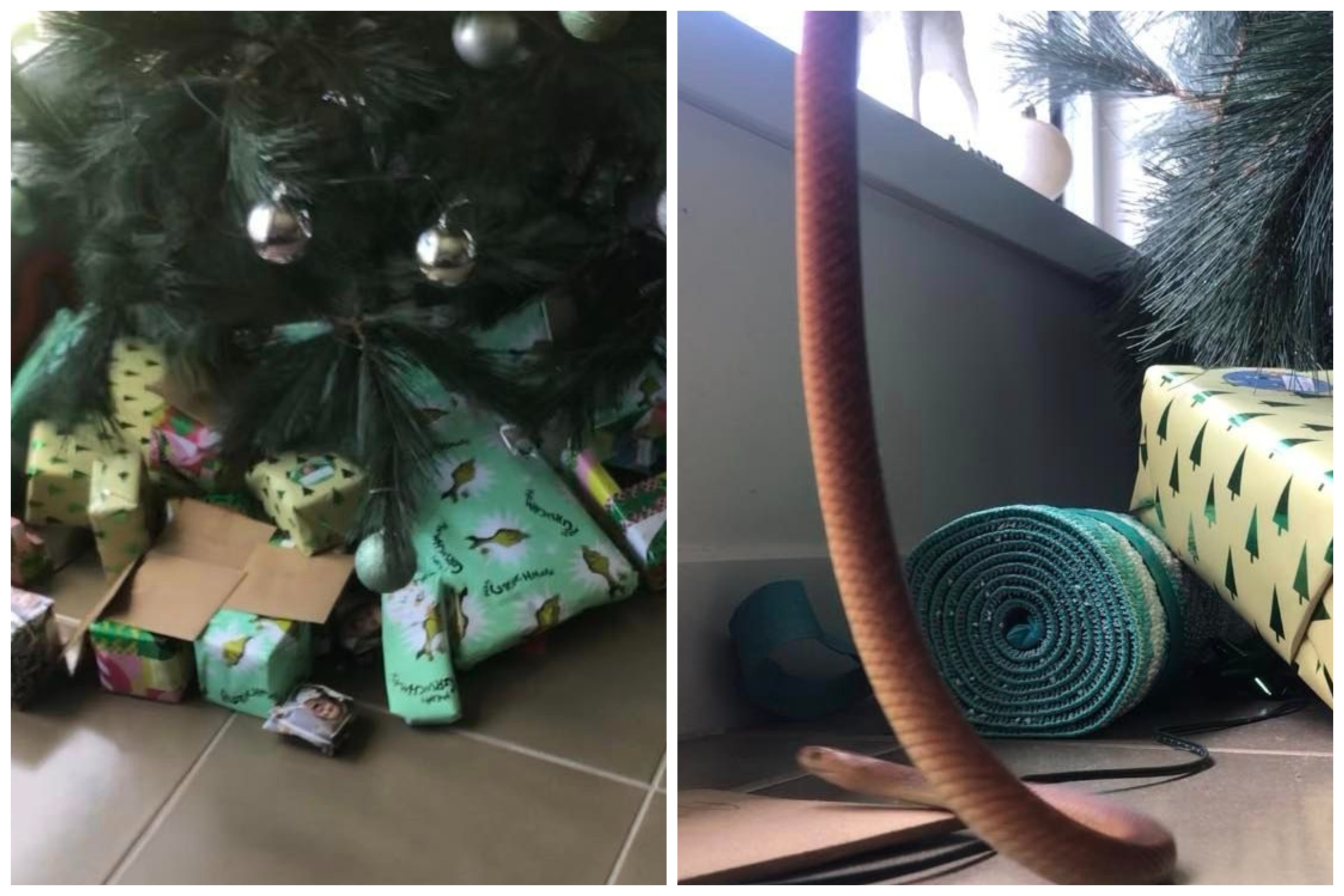 Deadly Snake Found by Child Under Christmas Tree Newsweek