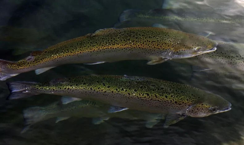 Salmon Escaping Farms Are Wreaking Havoc on Wild Fish Salmon Escaping Farms Are Wreaking Havoc on Wild Fish