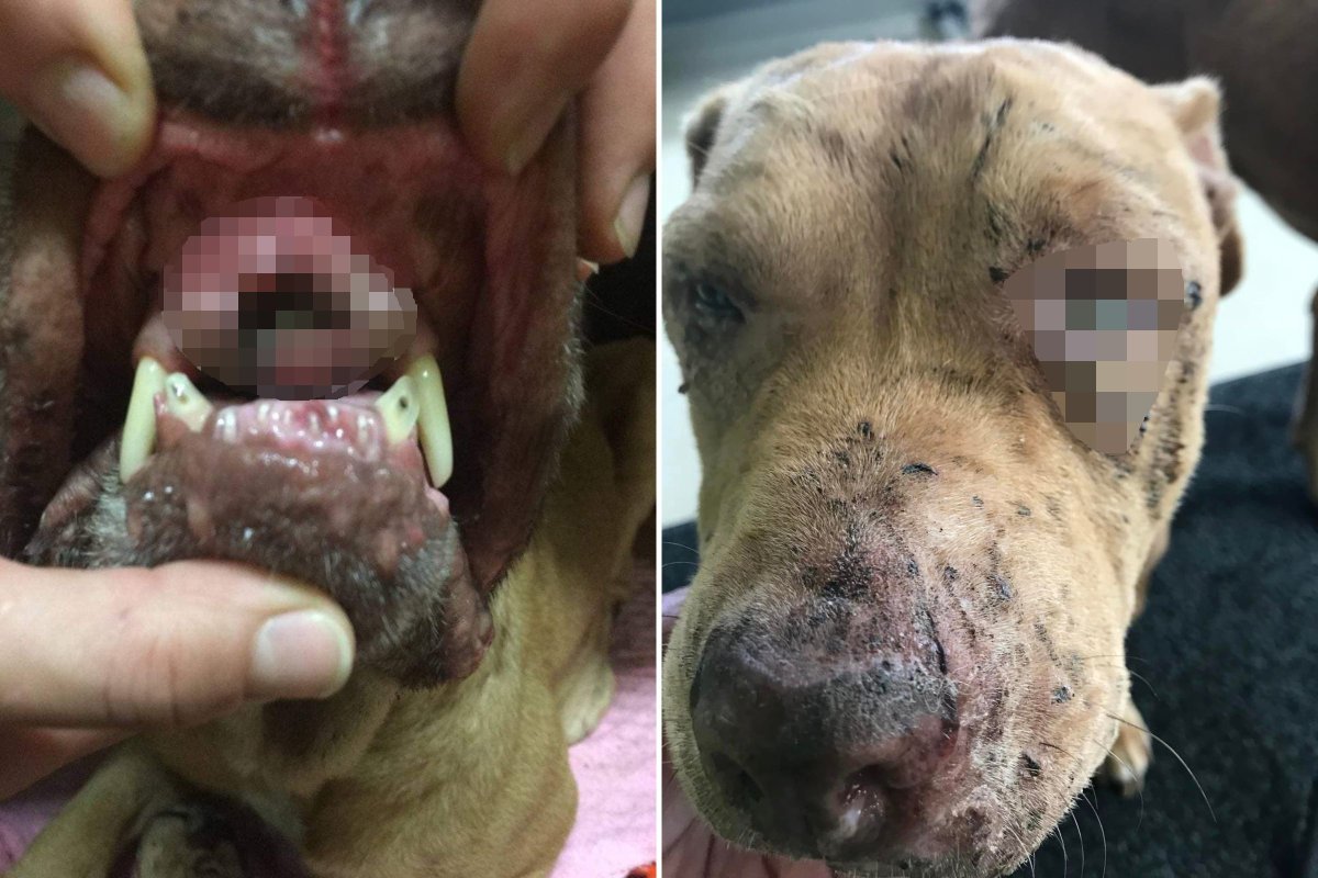Bear stray dog blurred wounds