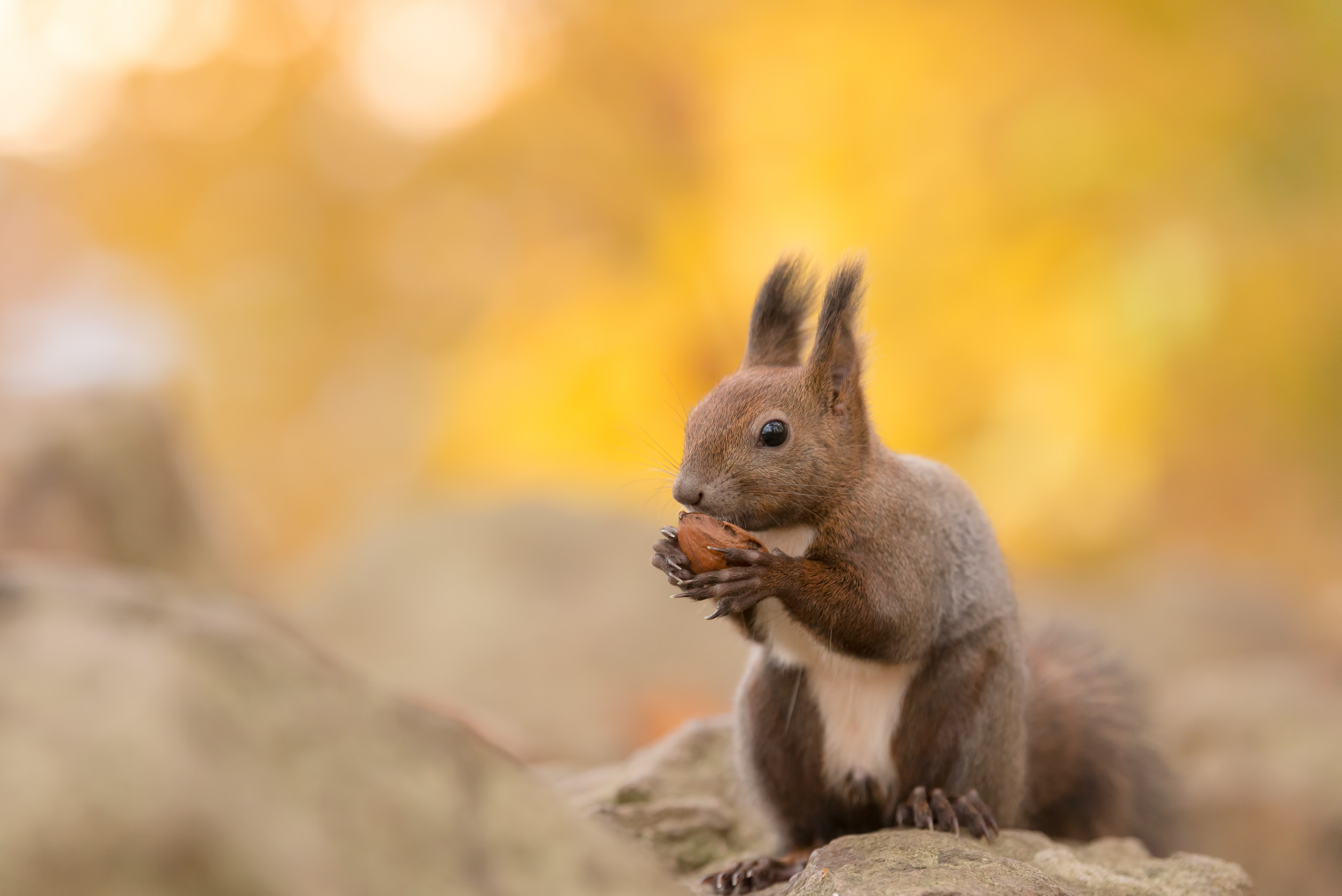Mass Squirrel Death at Zoo Leads to Poisoning Investigation Newsweek