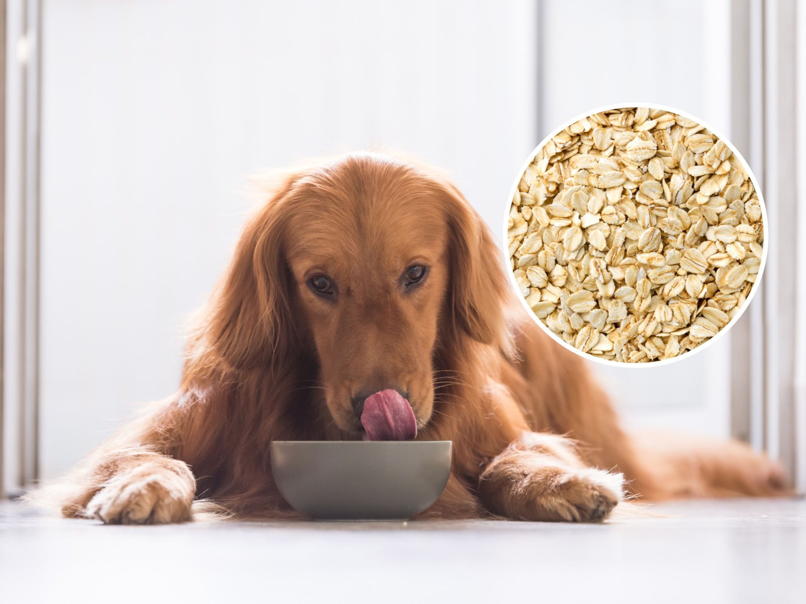 Can Eat Oats For Dogs Cooked Or Raw Is Oats Ok For Dogs Oats For Dogs