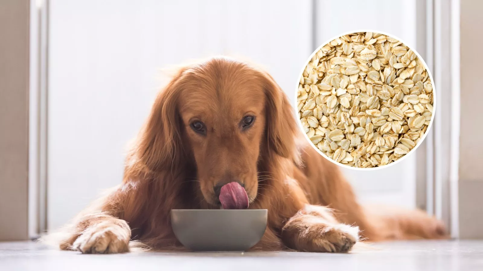 Can Dogs Eat Oatmeal What Pet Owners Should Know Newsweek