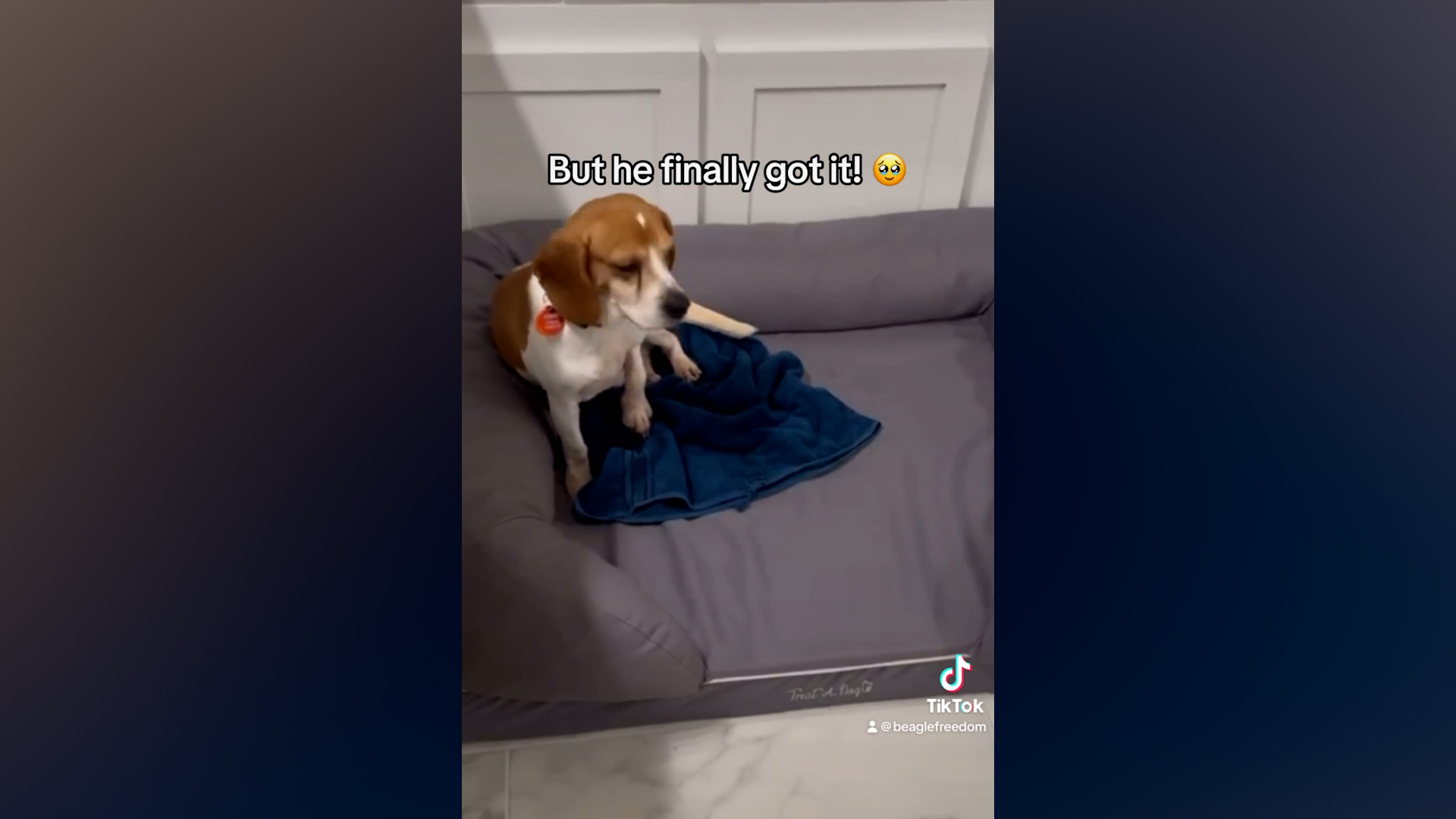 Beagle freedom best sale project snopes