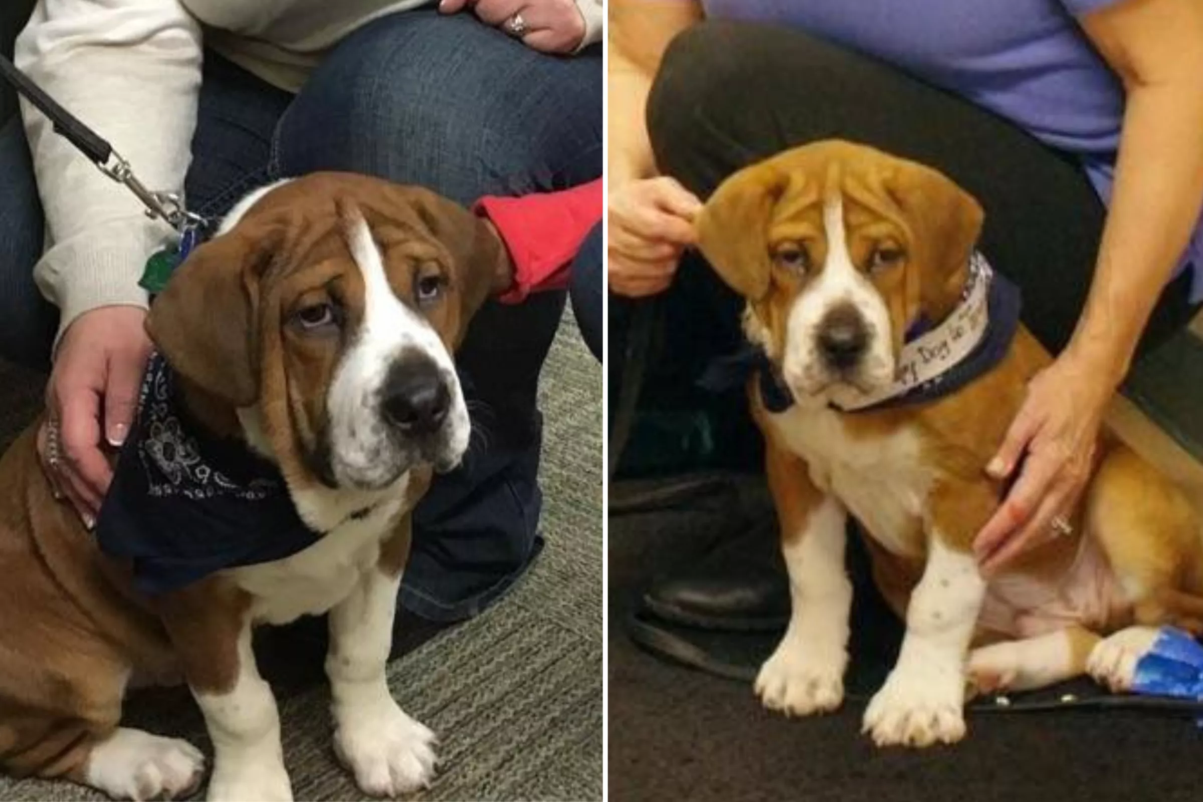 People Are Obsessing Over This Rare Dog Breed Mix - Vimarsana News