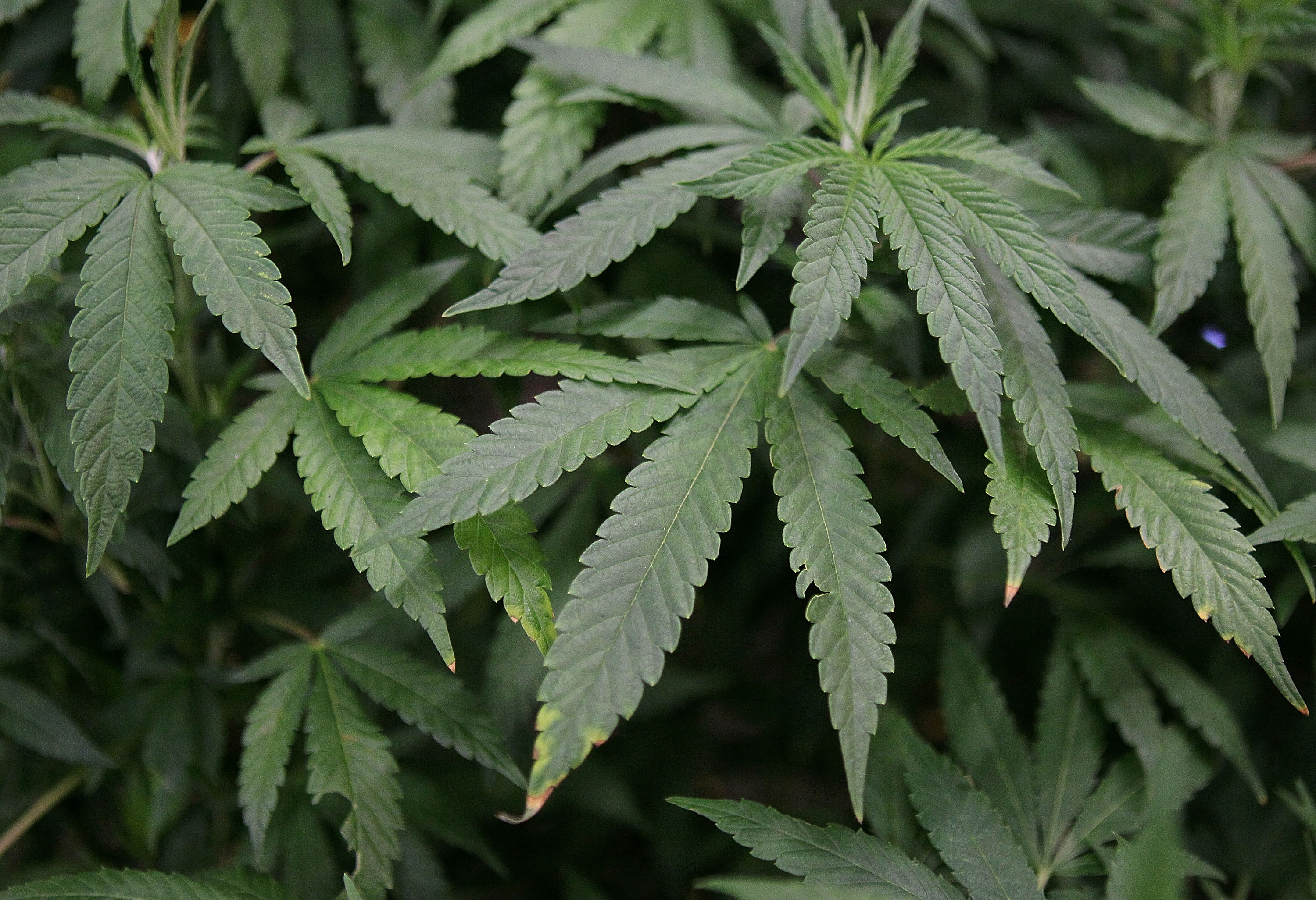 Rappel de marijuana en Californie après la découverte de produits chimiques interdits