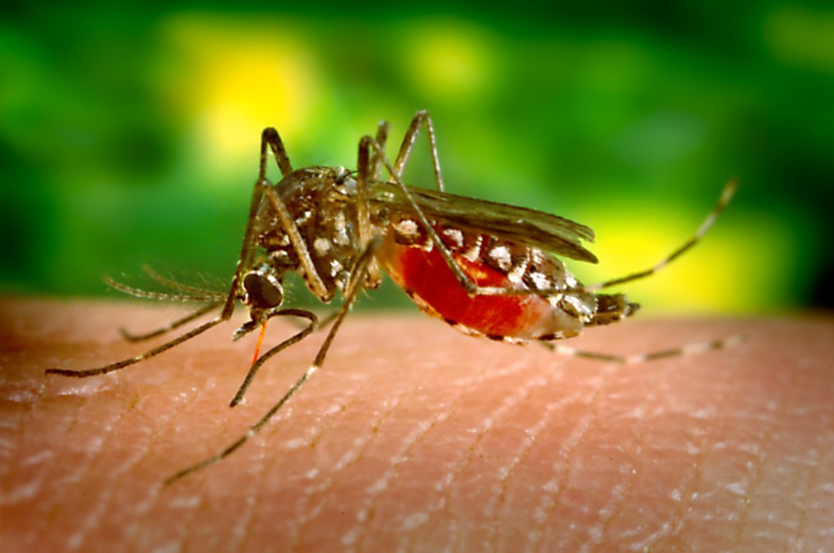dengue fever global spread