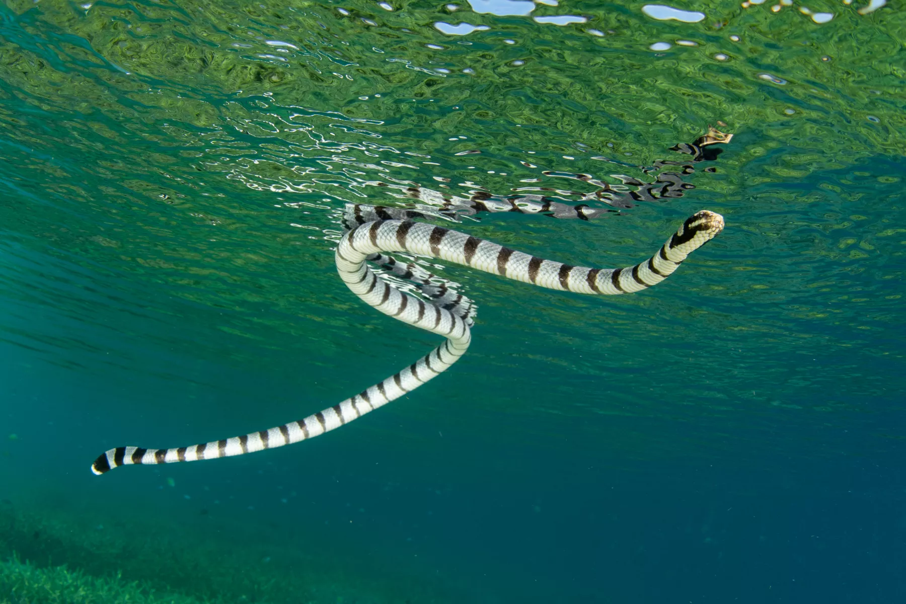 Male Sea Snakes Evolved Big Eyes to Ogle at Females - Vimarsana News