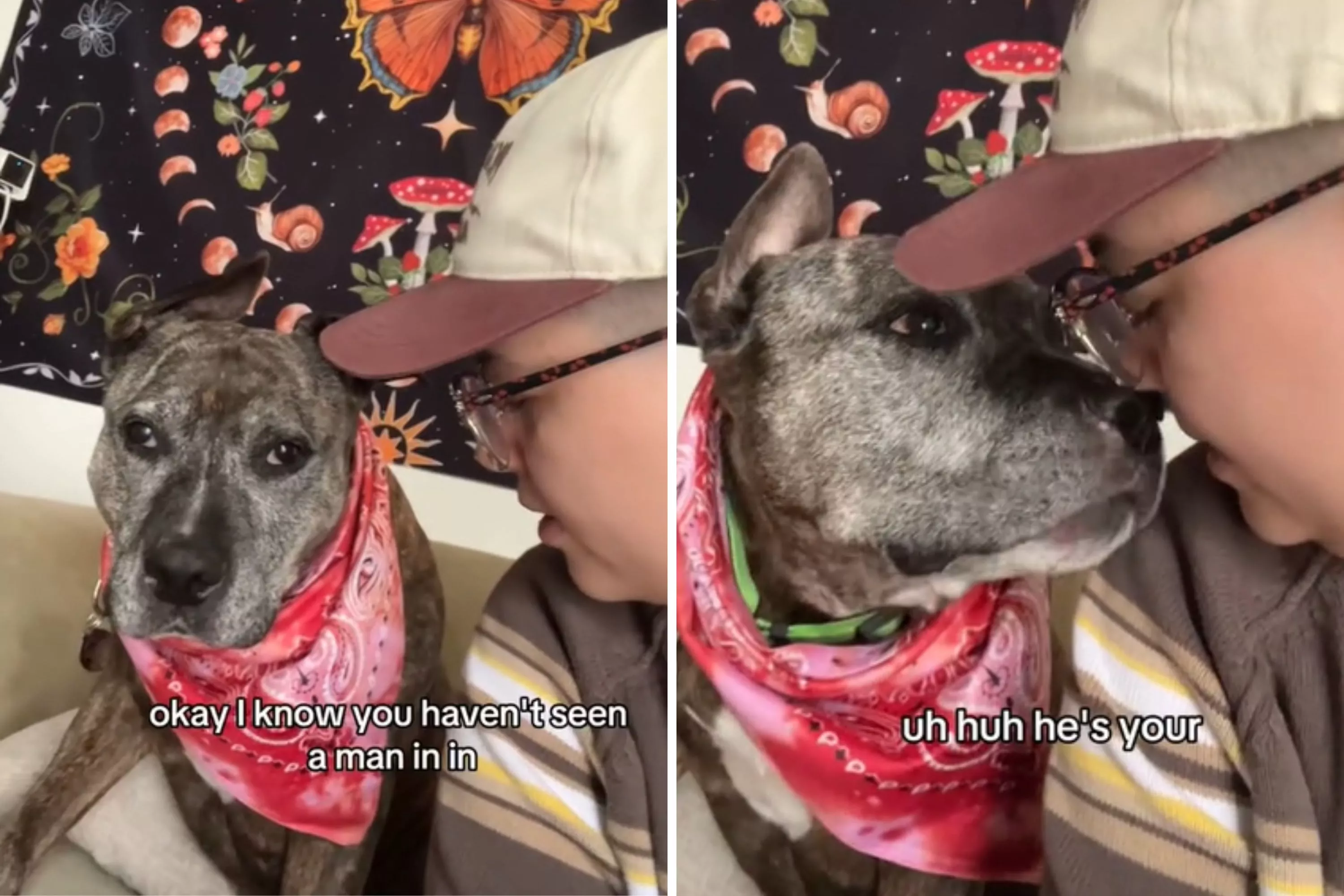 Rescue Dog With a Woman for 12 Years 'Emotionally Prepares' to Meet a Man - Vimarsana News