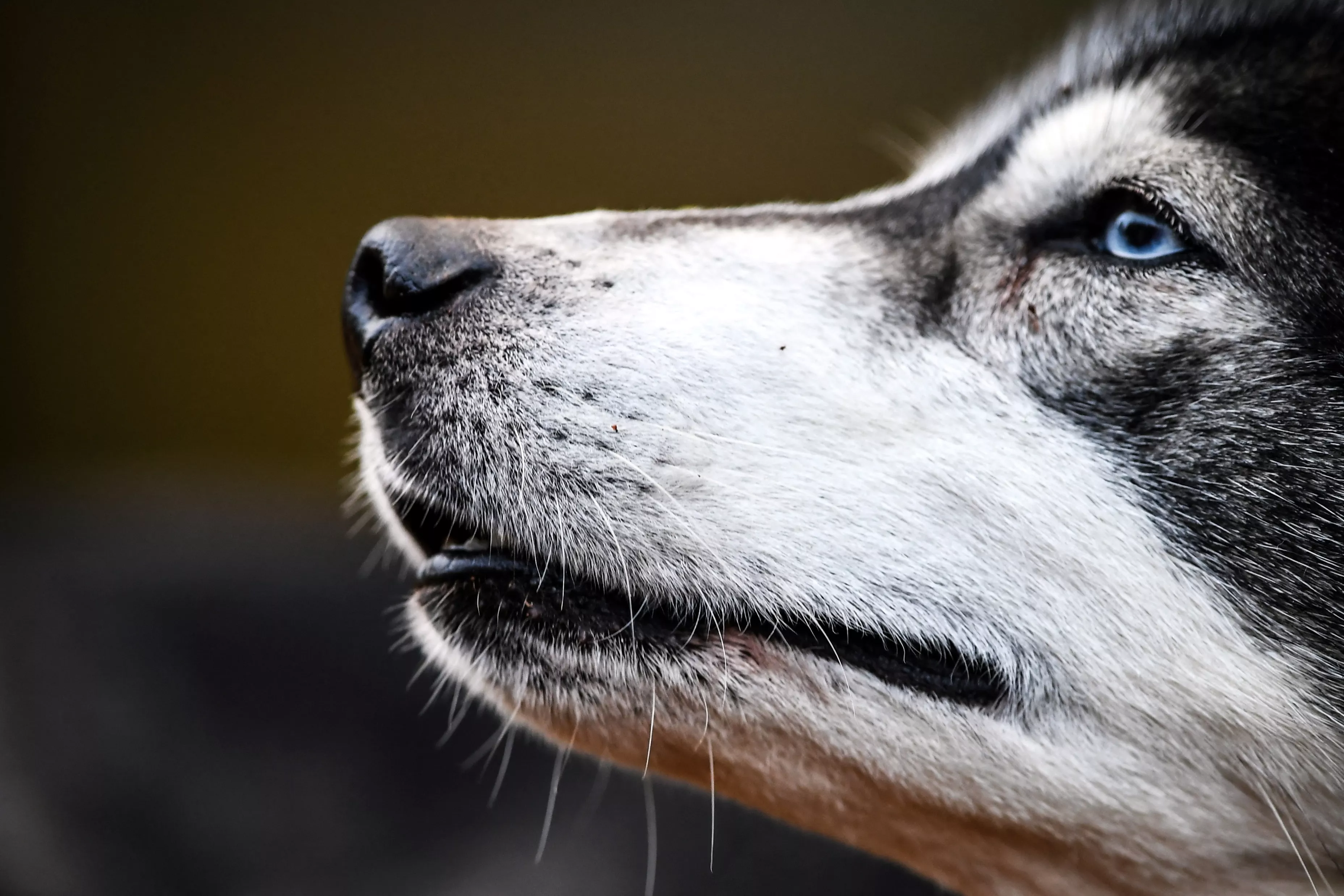 Husky Enjoys First Date With 'Girlfriend' Dog He Met Through Fence - Vimarsana News