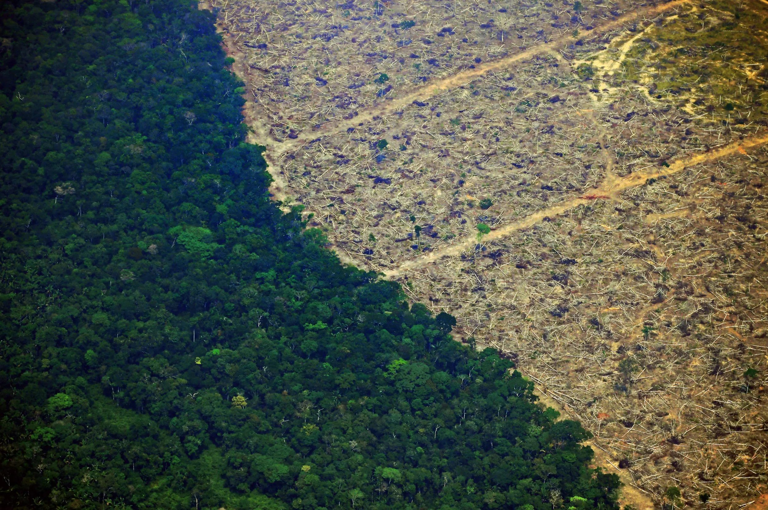 COP28 Looks to Nature for Help Against Climate Change