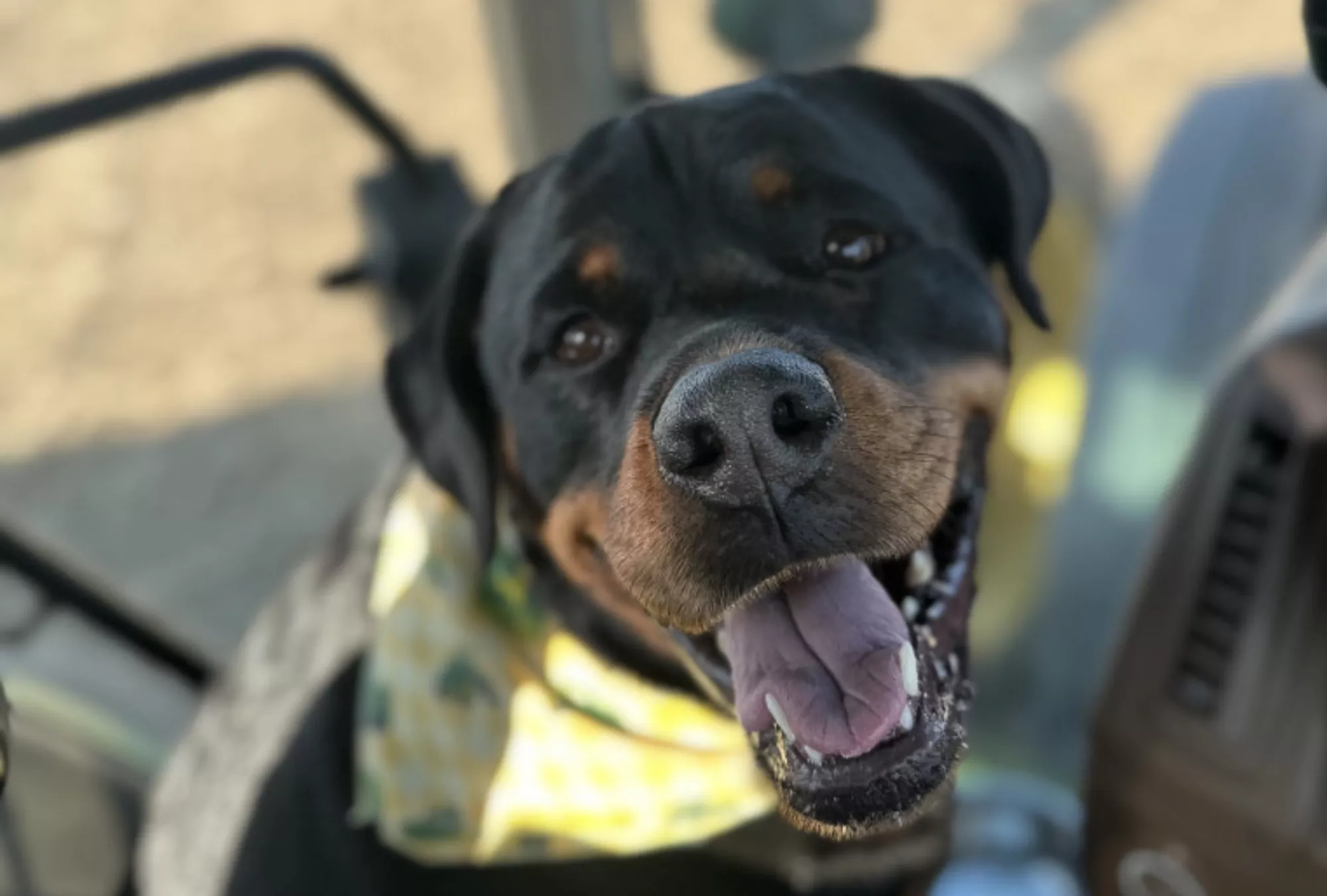 Rottweiler Who 'Defies the Odds' as Farm Dog Up for Award - Vimarsana News