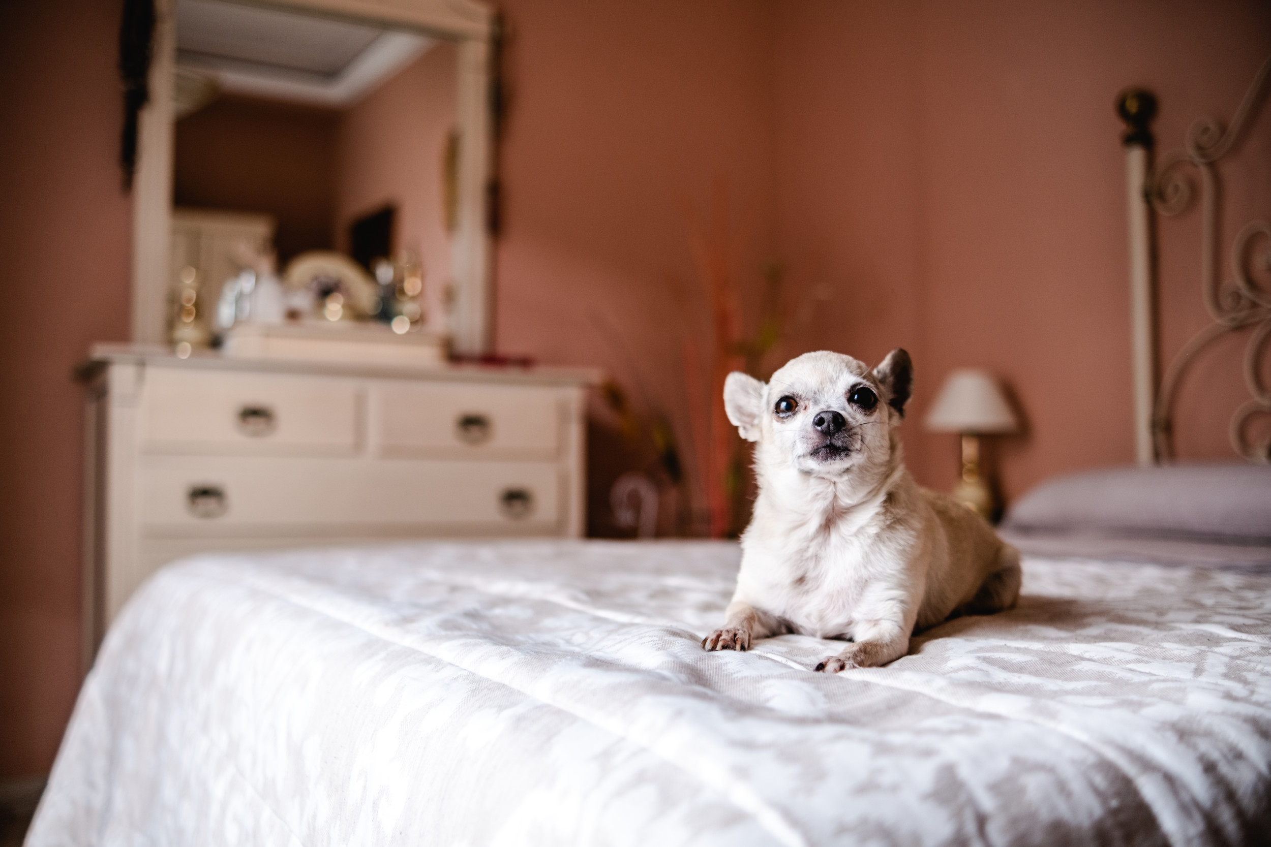Le propriétaire encourage son chien à sortir du lit chaque matin Delights Internet