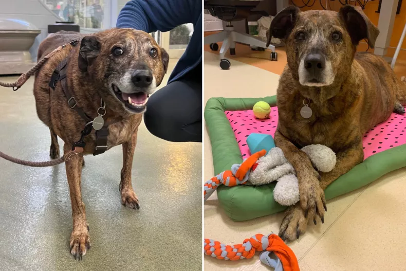 Loyal Senior Dog Found Guarding Body of Owner For Days Now Waits In Shelter (newsweek.com)
