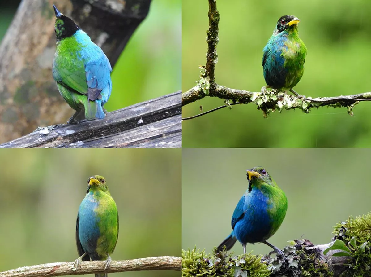 Amateur Ornithologist Films 'Extremely Rare' Half-Female, Half-Male Bird - Vimarsana News