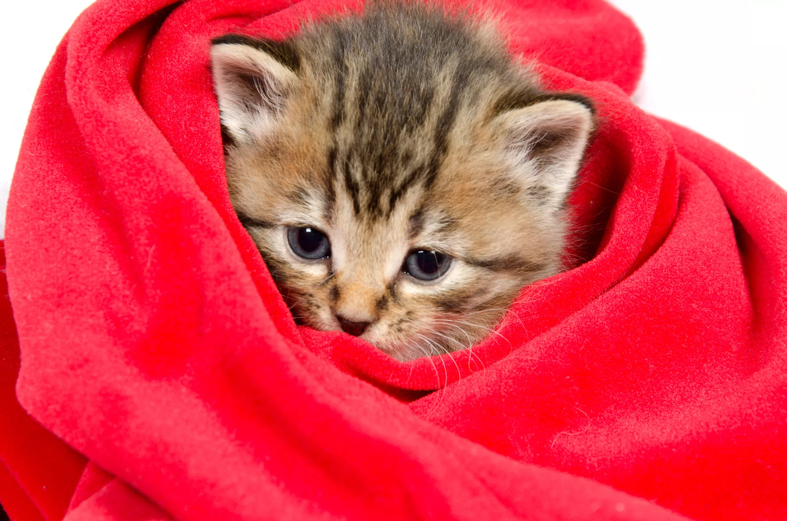 Kitten Requesting To Be Made Into a 'Purrito' Melts Hearts - Vimarsana News