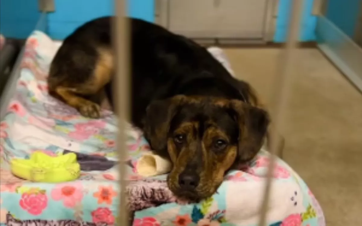 Rescue Dog Adopted Then Returned Spends Year Waiting to Be Noticed Again - Vimarsana News