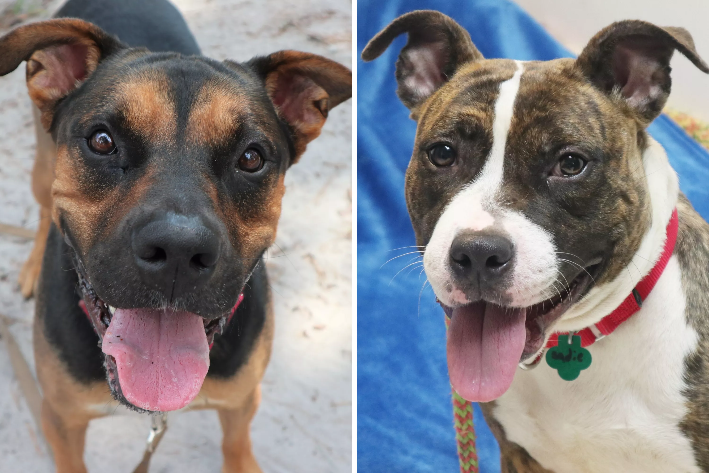 Shelter Dogs Adopted Together Care for Each Other in New Forever Home - Vimarsana News