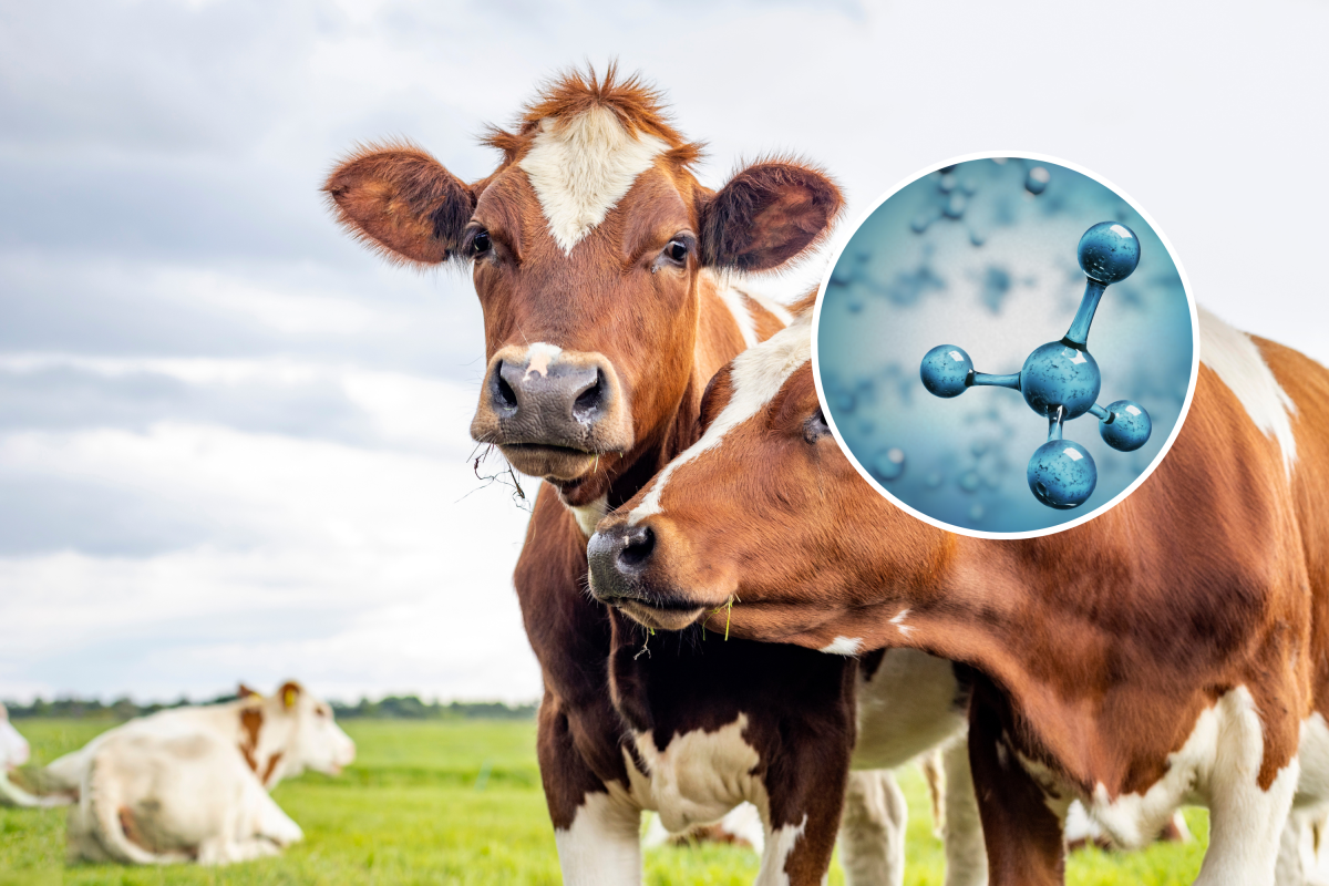 Cows and methane 