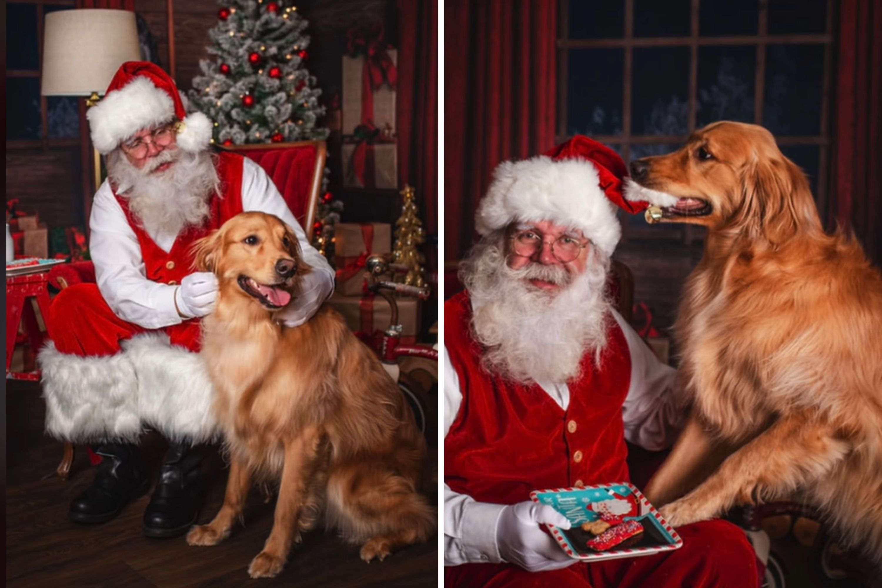 Forget Kids, This Golden Retriever Meeting Santa Is the Cutest Thing Ever