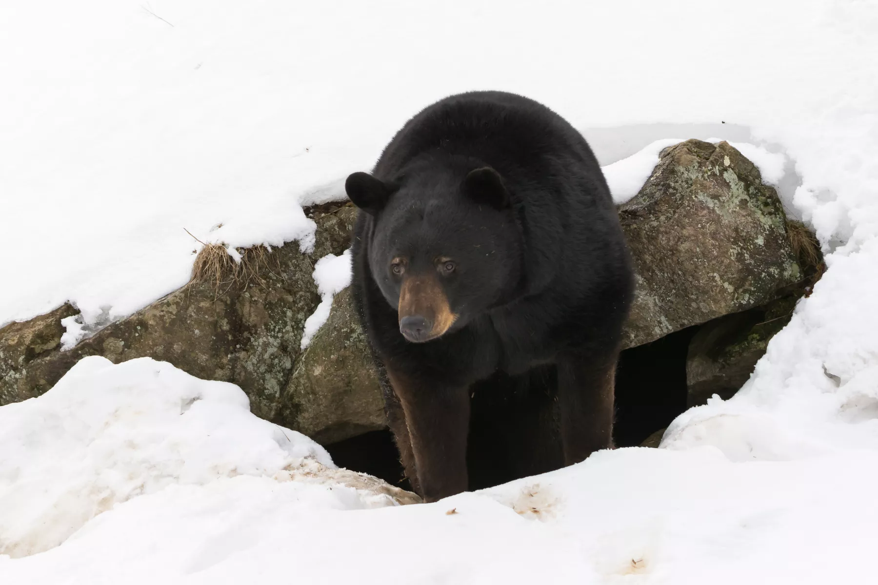 Bear Euthanized Following Bulldozing Accident - Vimarsana News