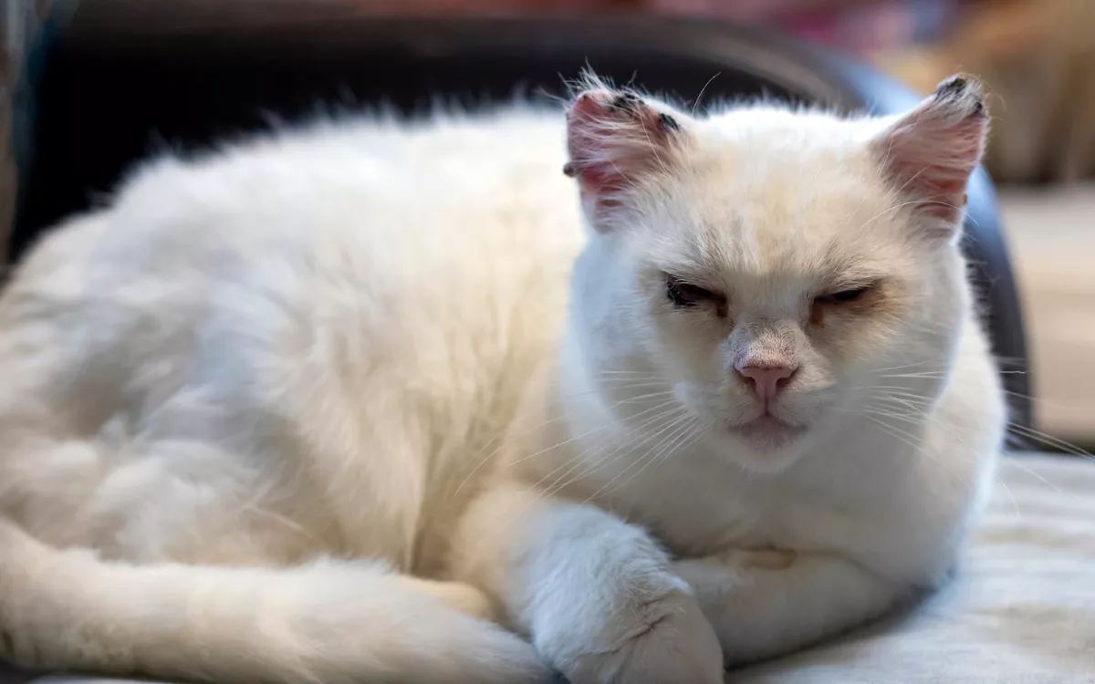 Owner Adopts Cat, Then Makes Shocking Discovery When They Bring Pet Home - Vimarsana News