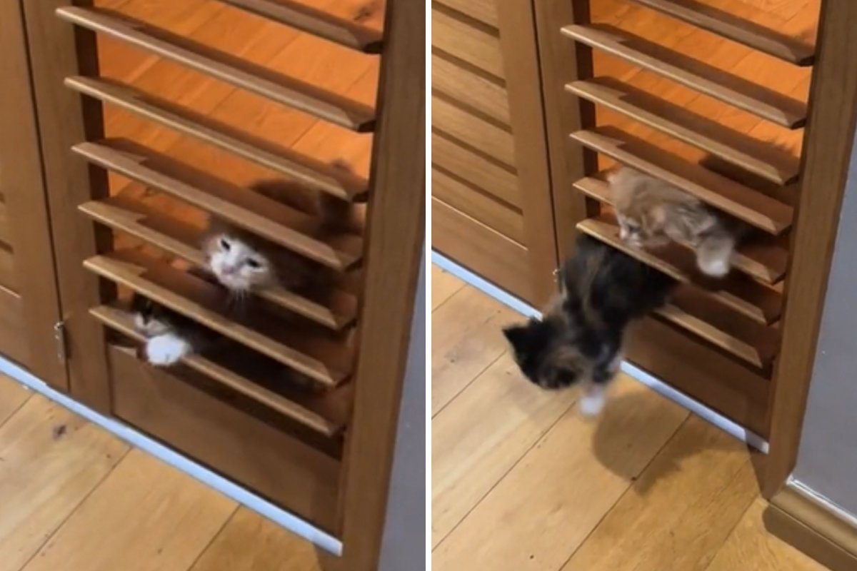 Kittens sneak through shutter door