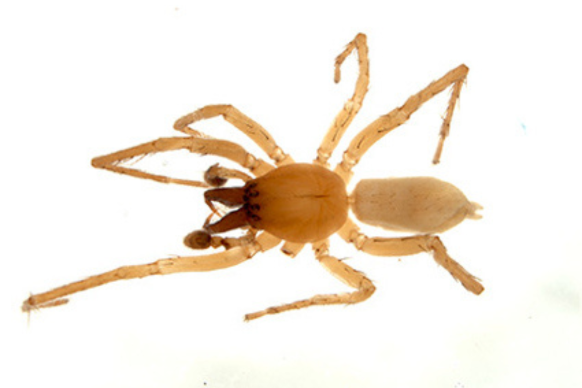 Scientists Reveal New 'Ghost' Spider Found at Power Plant