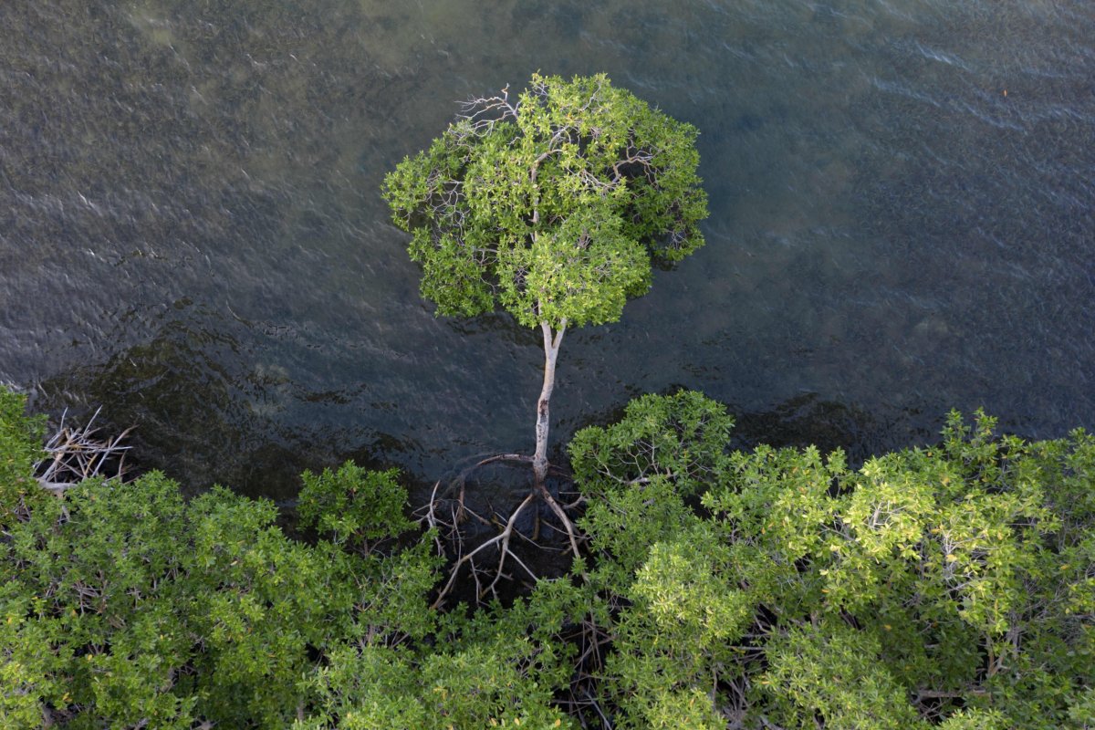 Mangrove Forest Caribbean natural solutions