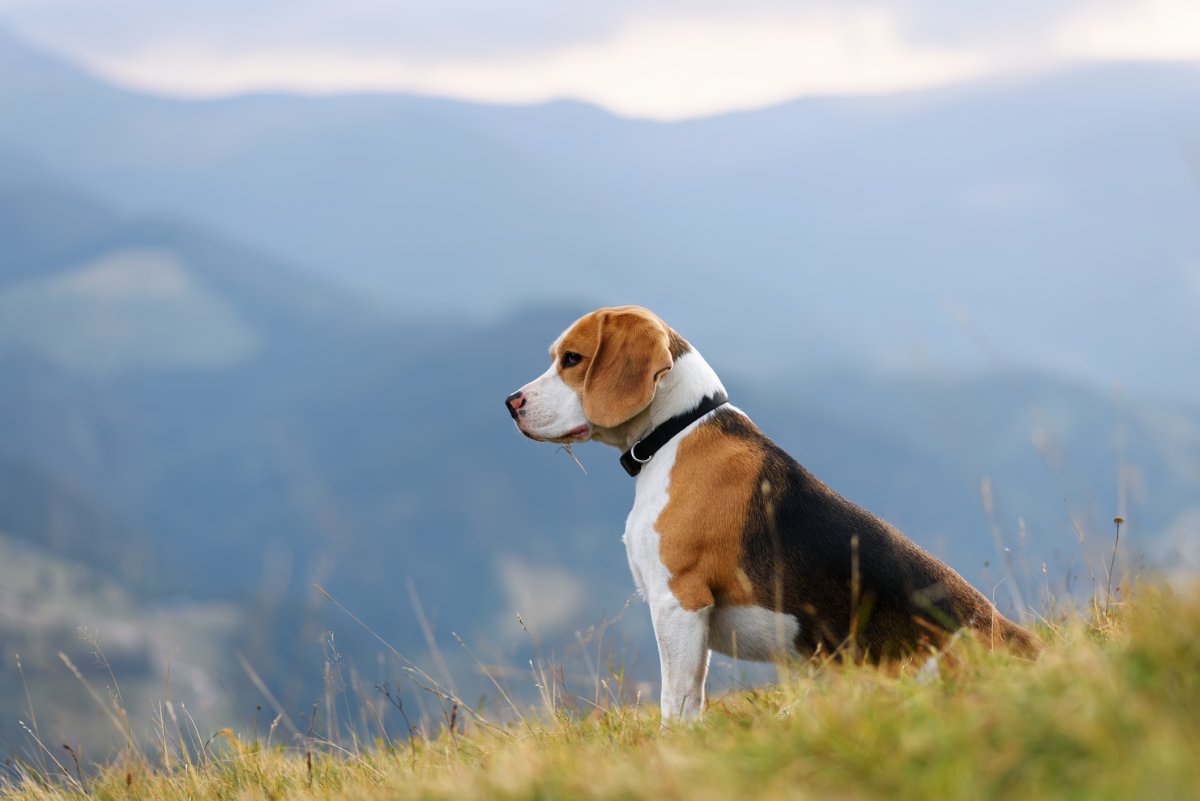 Beagle in mountains