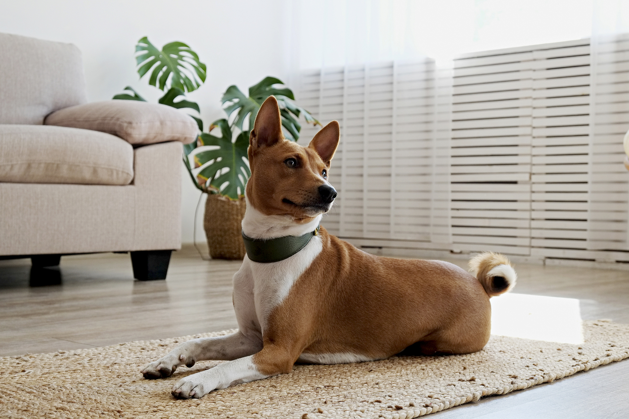 Dogs that adapt well to store apartment living