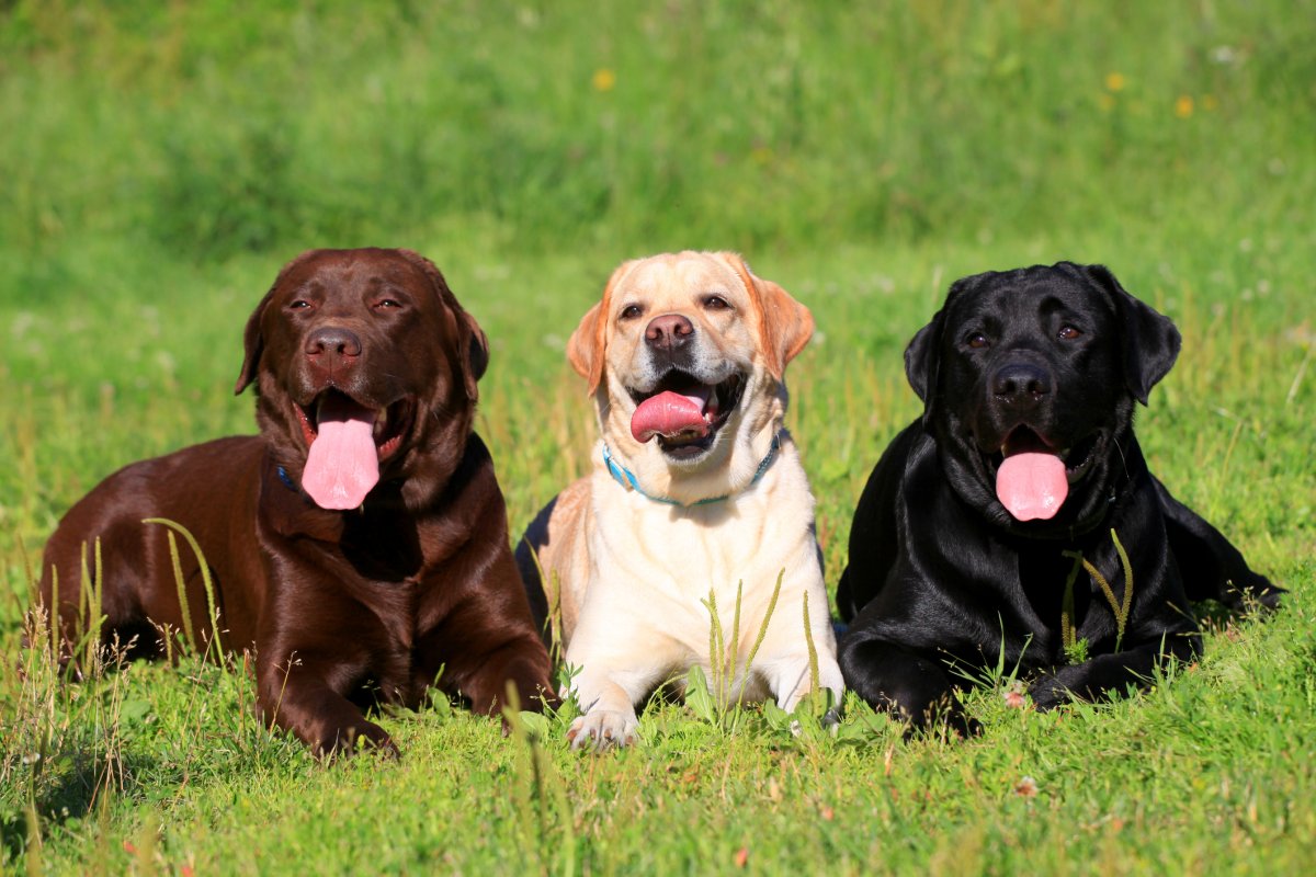Three Labrador Retriever dogs on grass