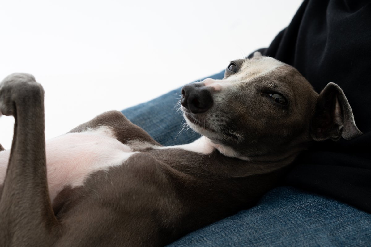 Italian greyhound lying on legs