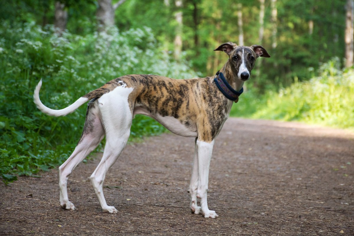 whippet dog on path
