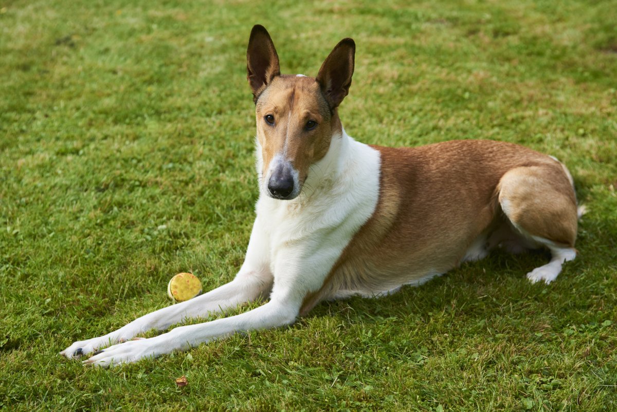 Smooth collie playing with ball