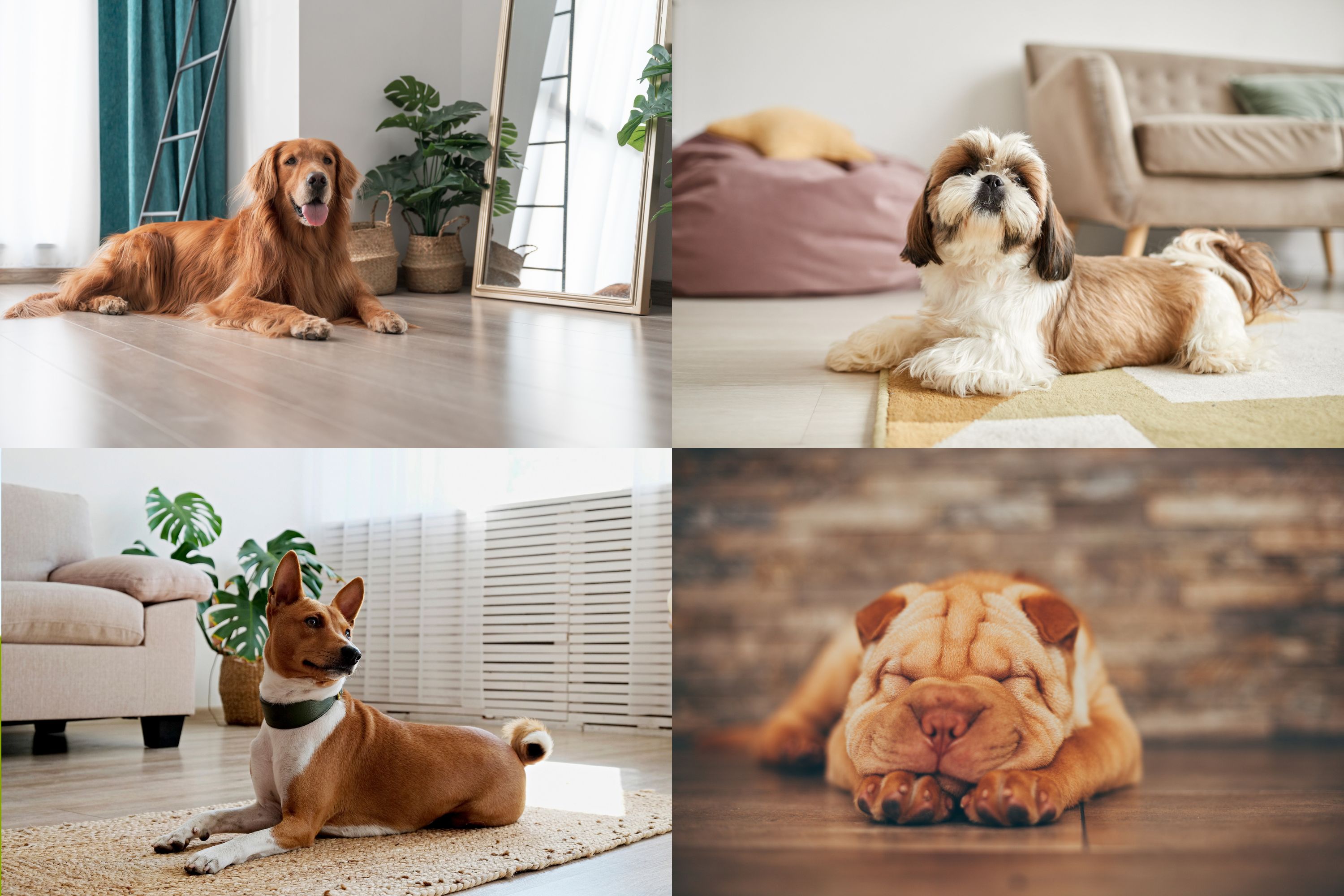The 20 best dog breeds for apartment living