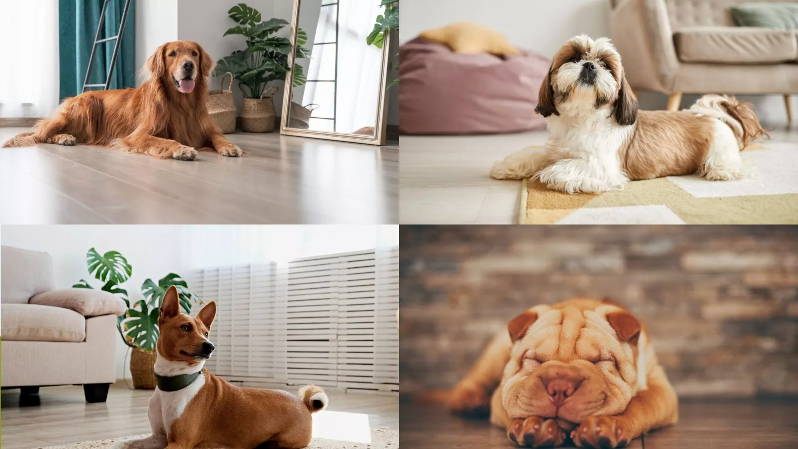 Good city best sale dogs