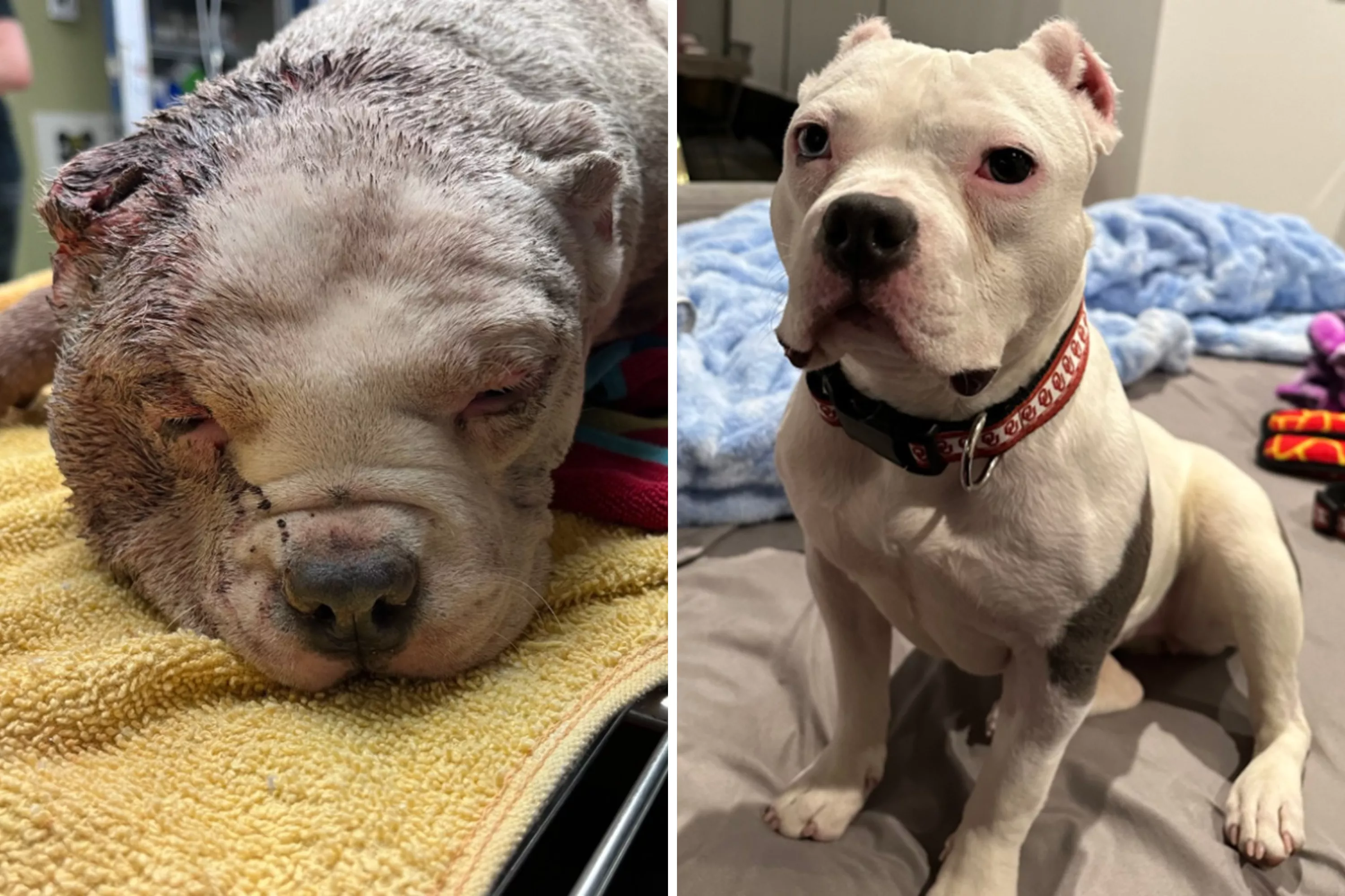 Dog Rescued Covered in Bite Wounds and Unable to Walk Finds Forever Home - Vimarsana News
