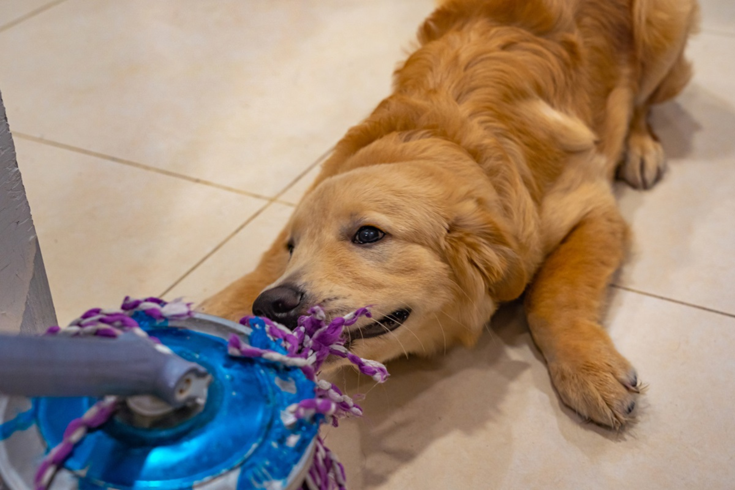 Golden Retriever (character, diet, care)