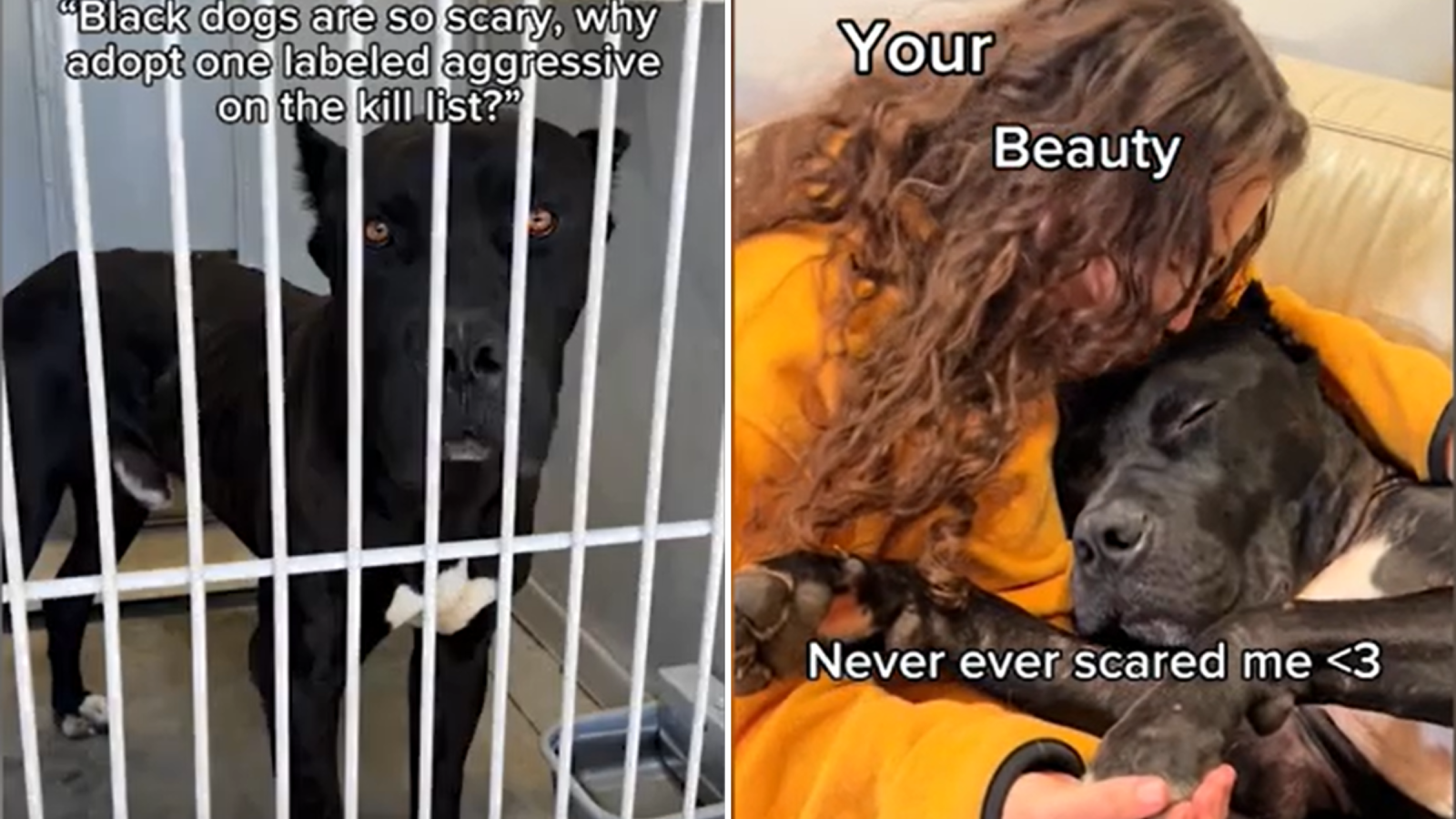 Aggressive online dog rescue