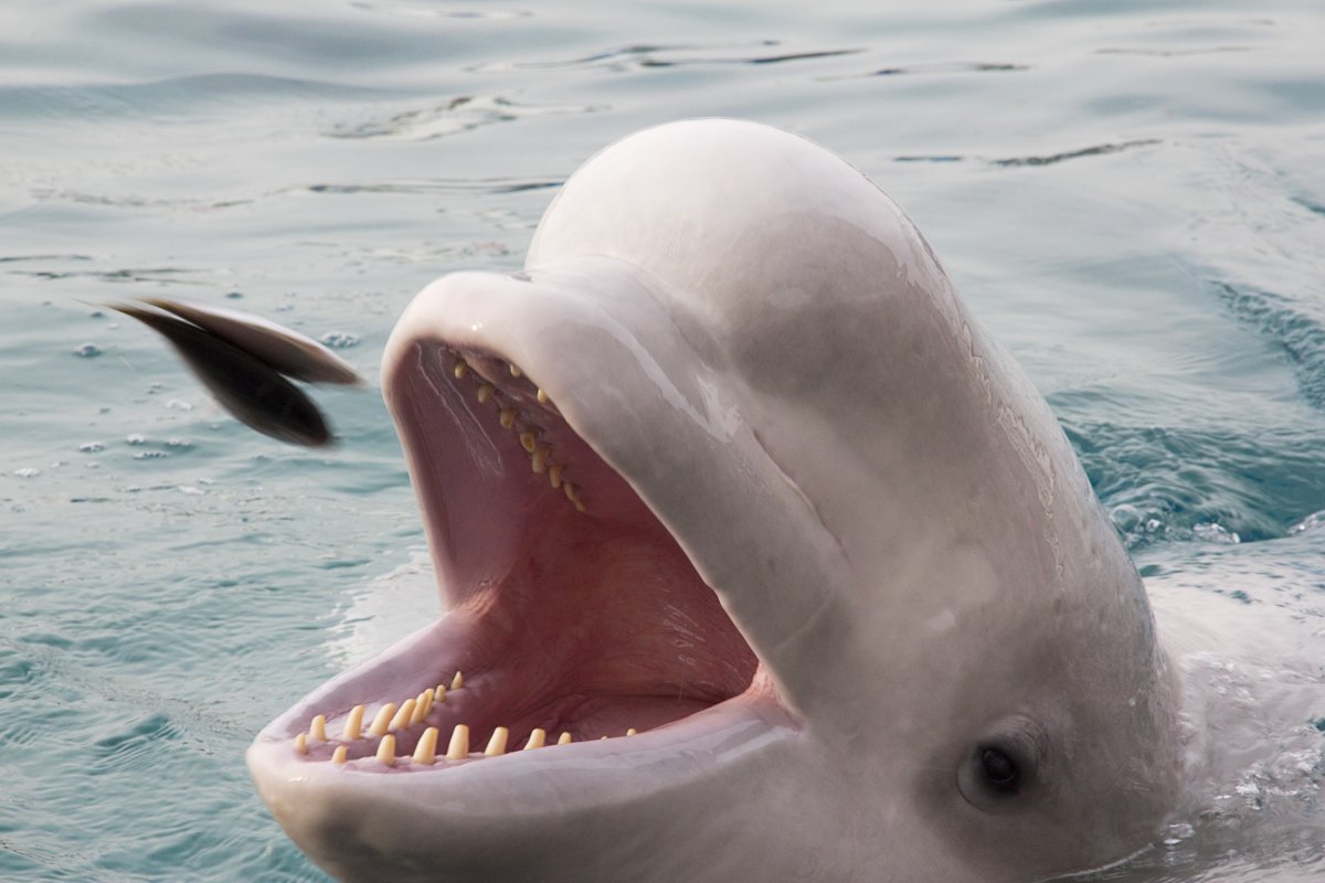 Beluga whale 