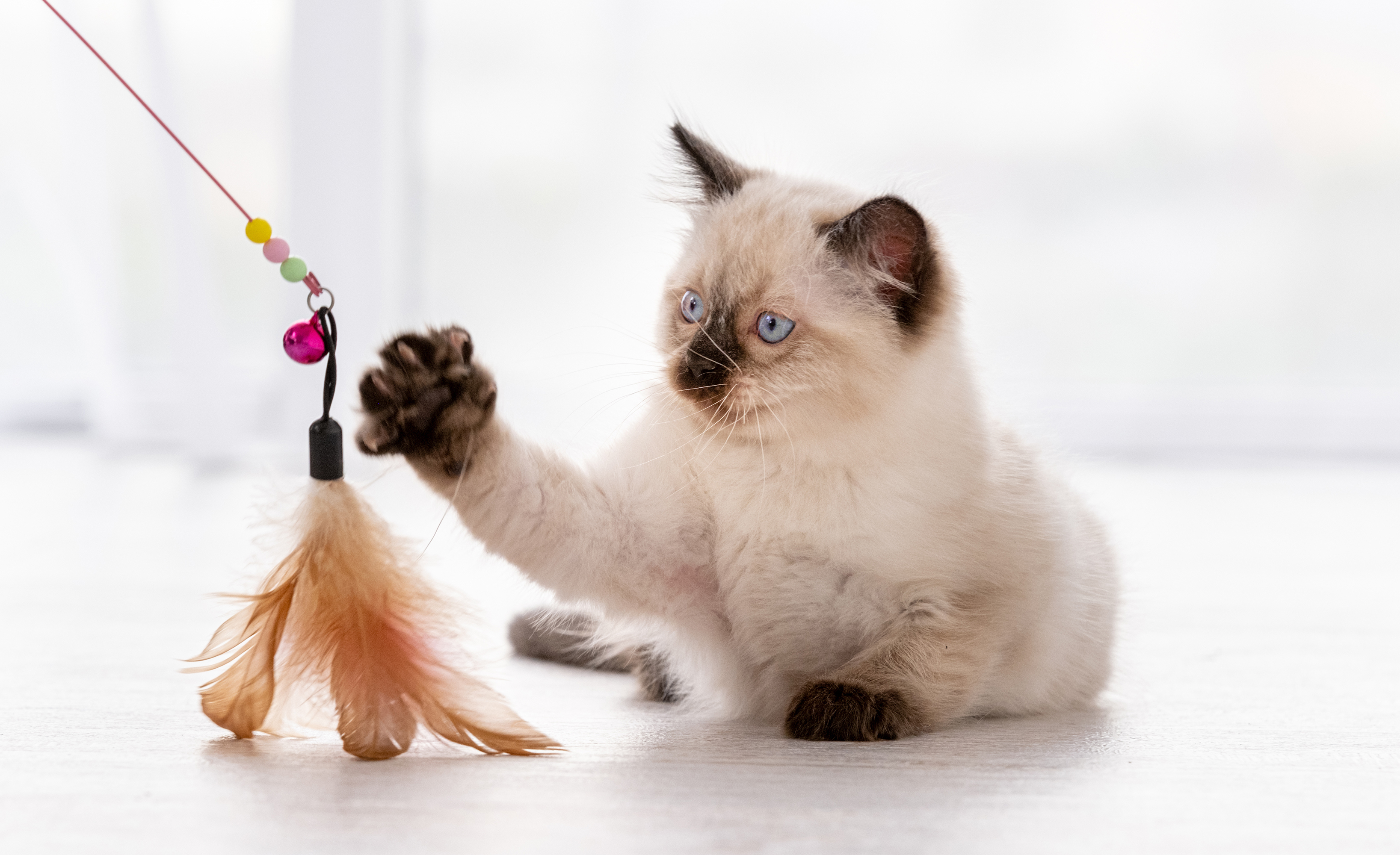 Cats Can Play Fetch Without Being Trained, Scientists Find