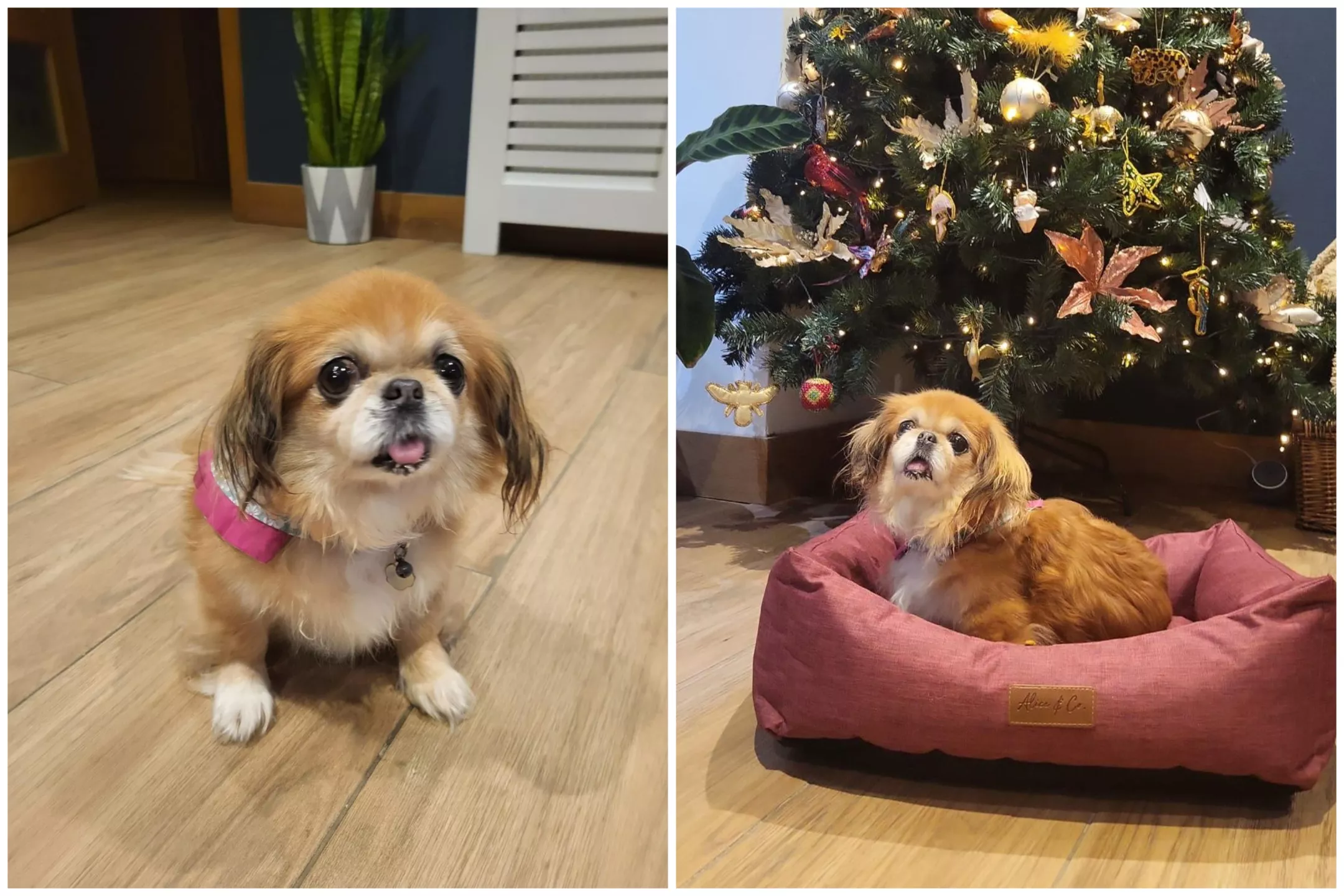Tears as Senior Dog Tied to a Pole and Abandoned at Airport by Owner - Vimarsana News