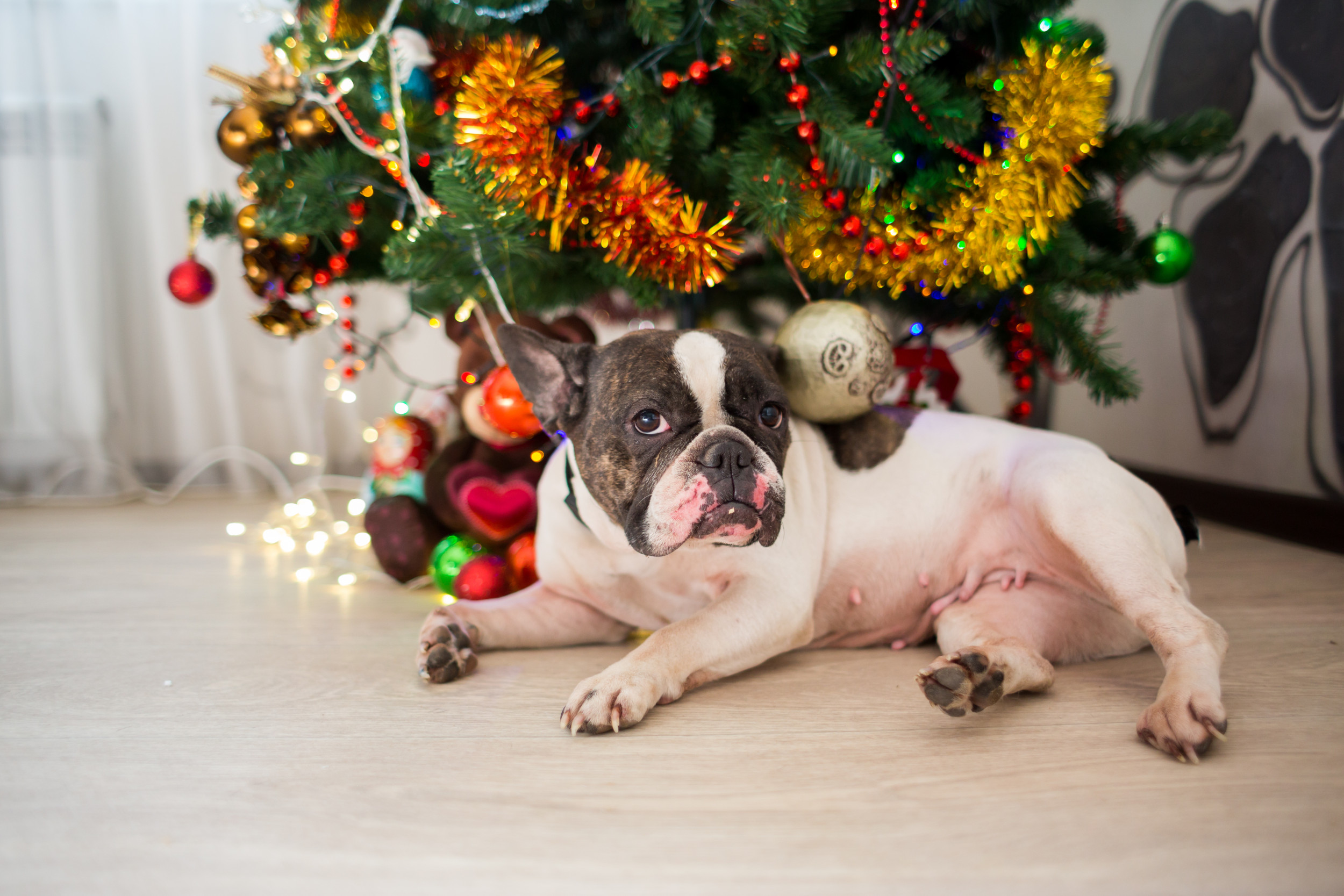 Internet in Stitches as Frenchie Confronts Lookalike Bauble