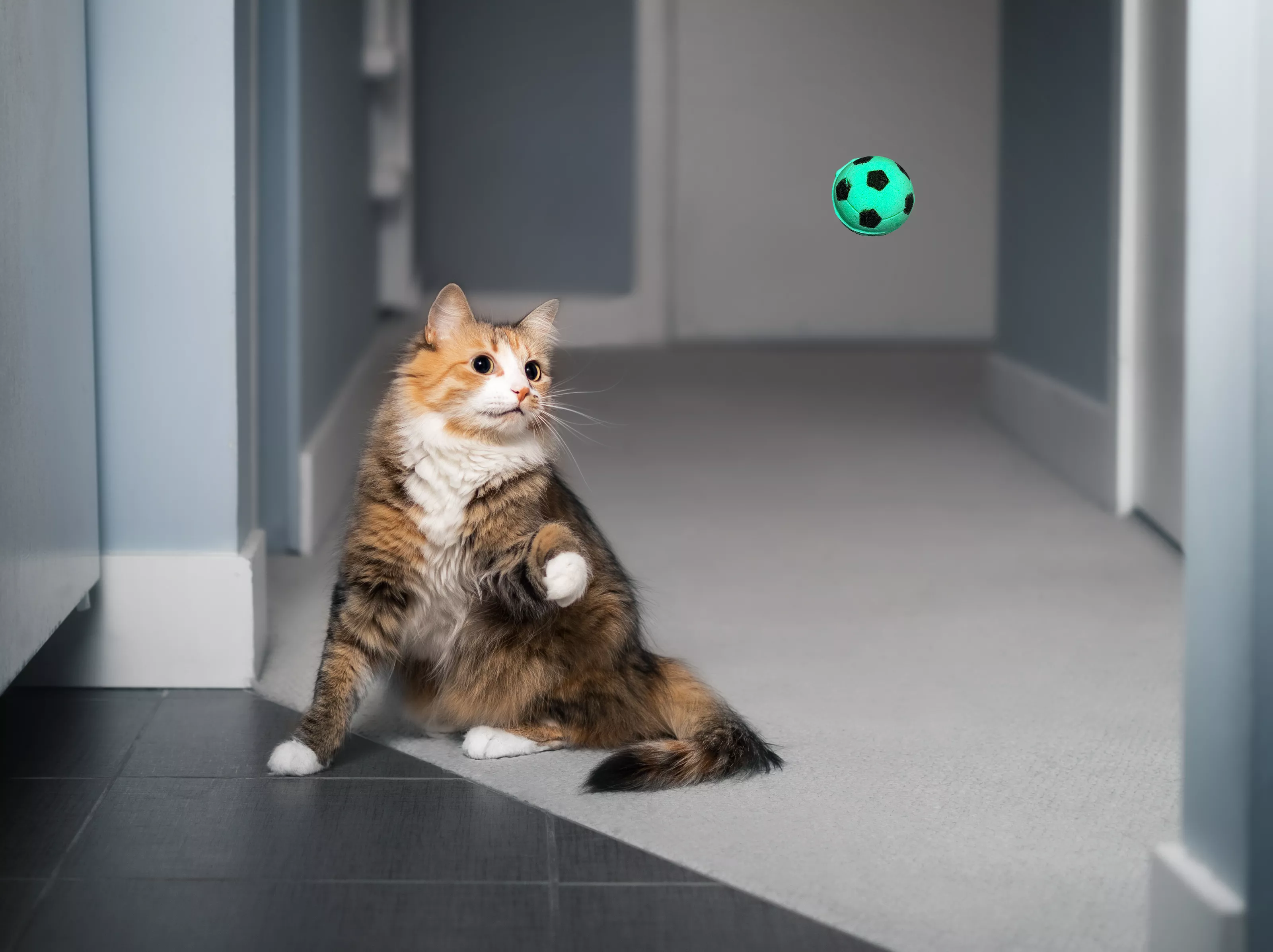 Cats Can Play Fetch Without Being Trained, Scientists Find - Vimarsana News