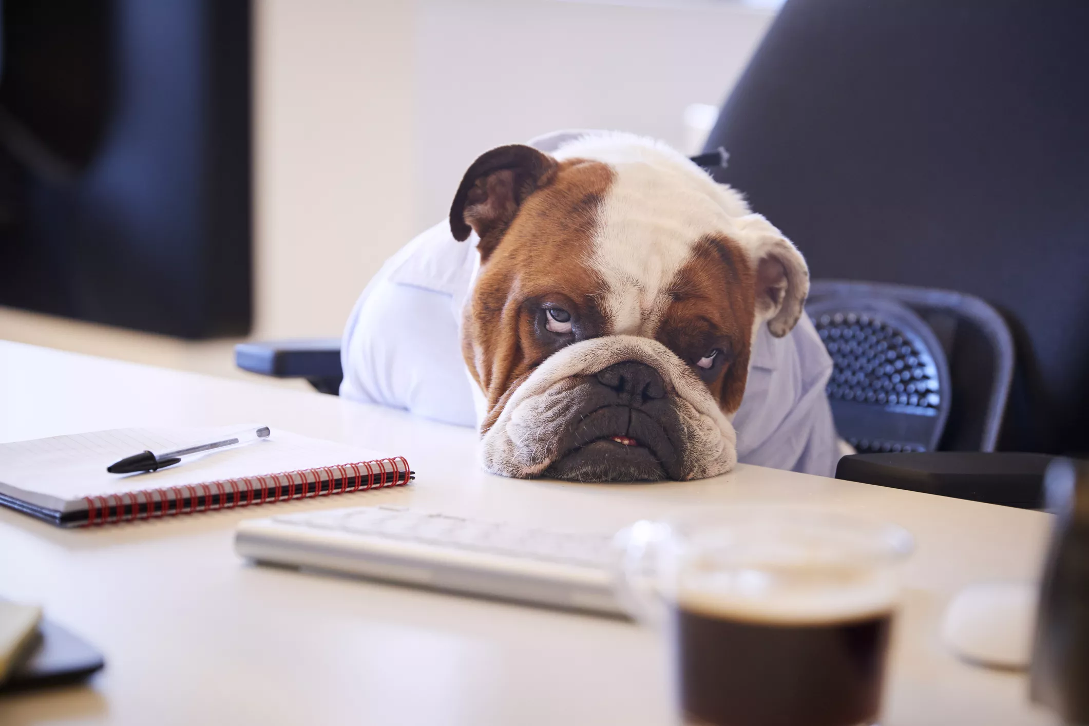 Flat-Faced Dogs Get Worse Sleep Than Those With Longer Heads - Vimarsana News