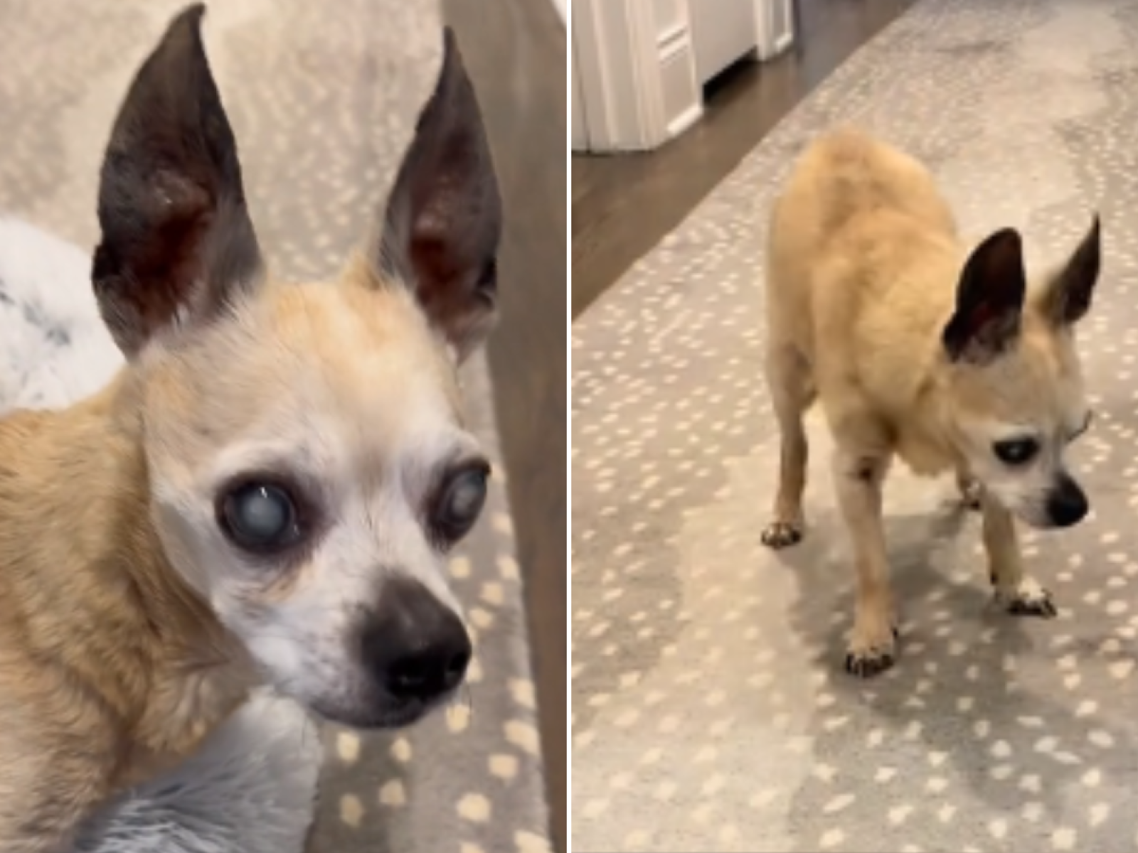 How old is 19 years in dog deals years