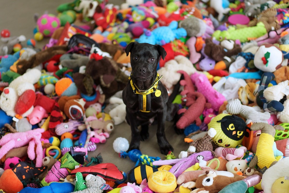 Puppy with toys