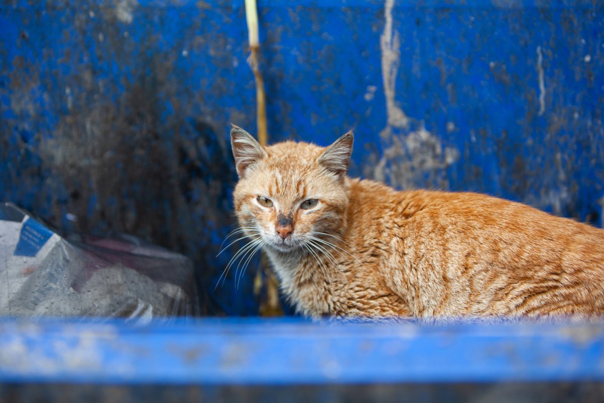 Cat in dumpster