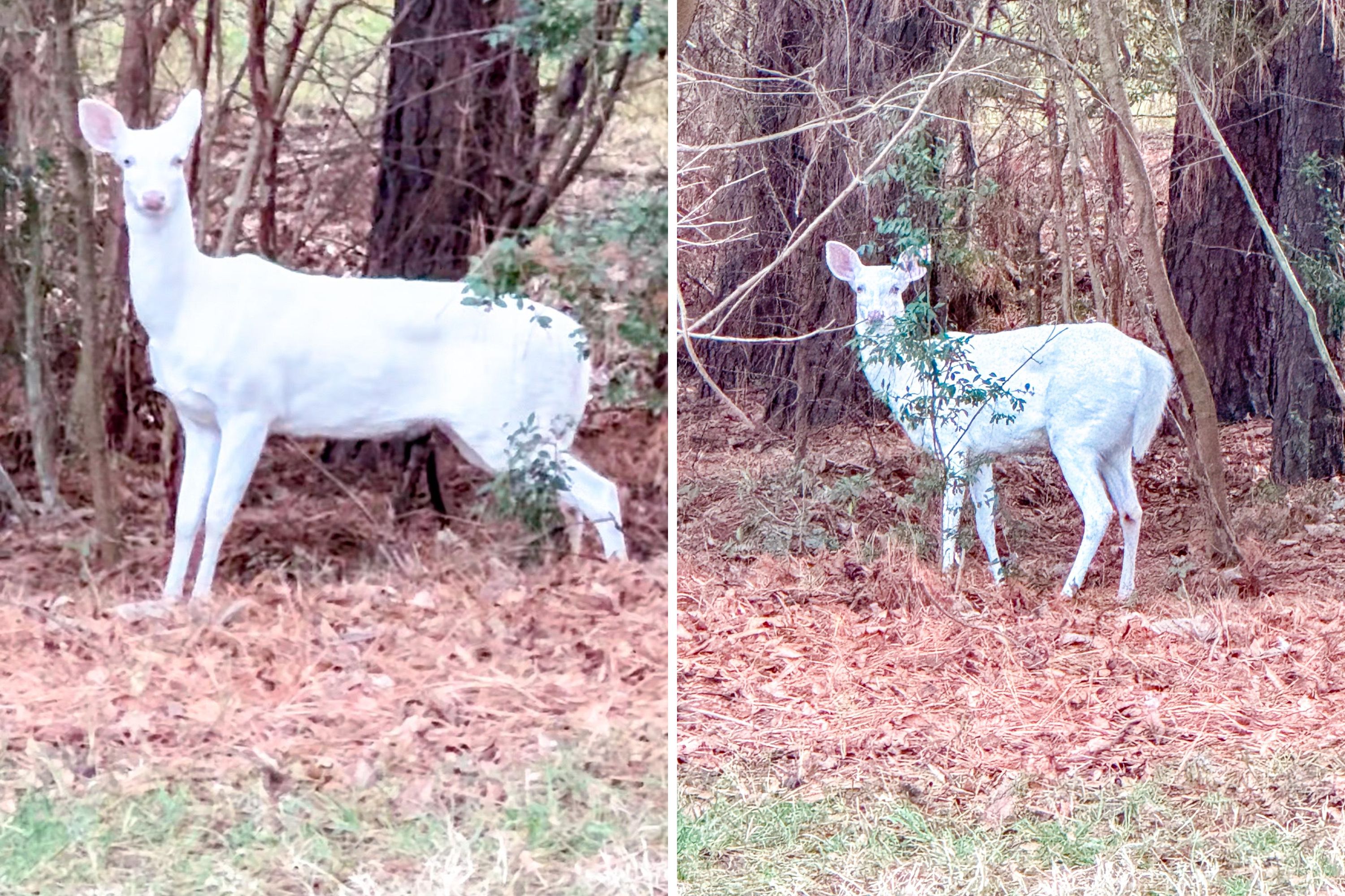 Woman and Dog Stumble Upon Albino Deer in 'Once in a Lifetime